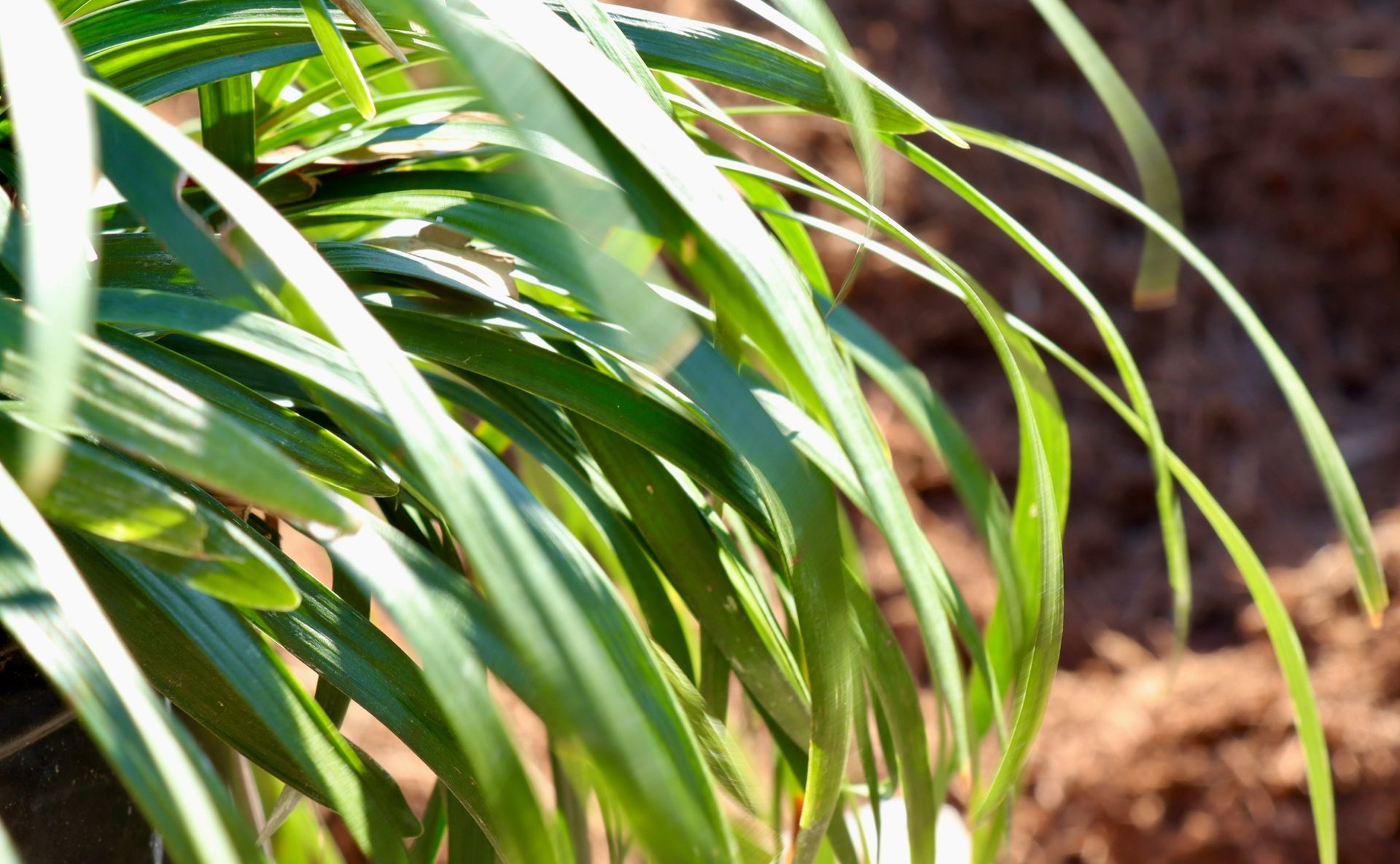 A close up of a plant with long green leaves