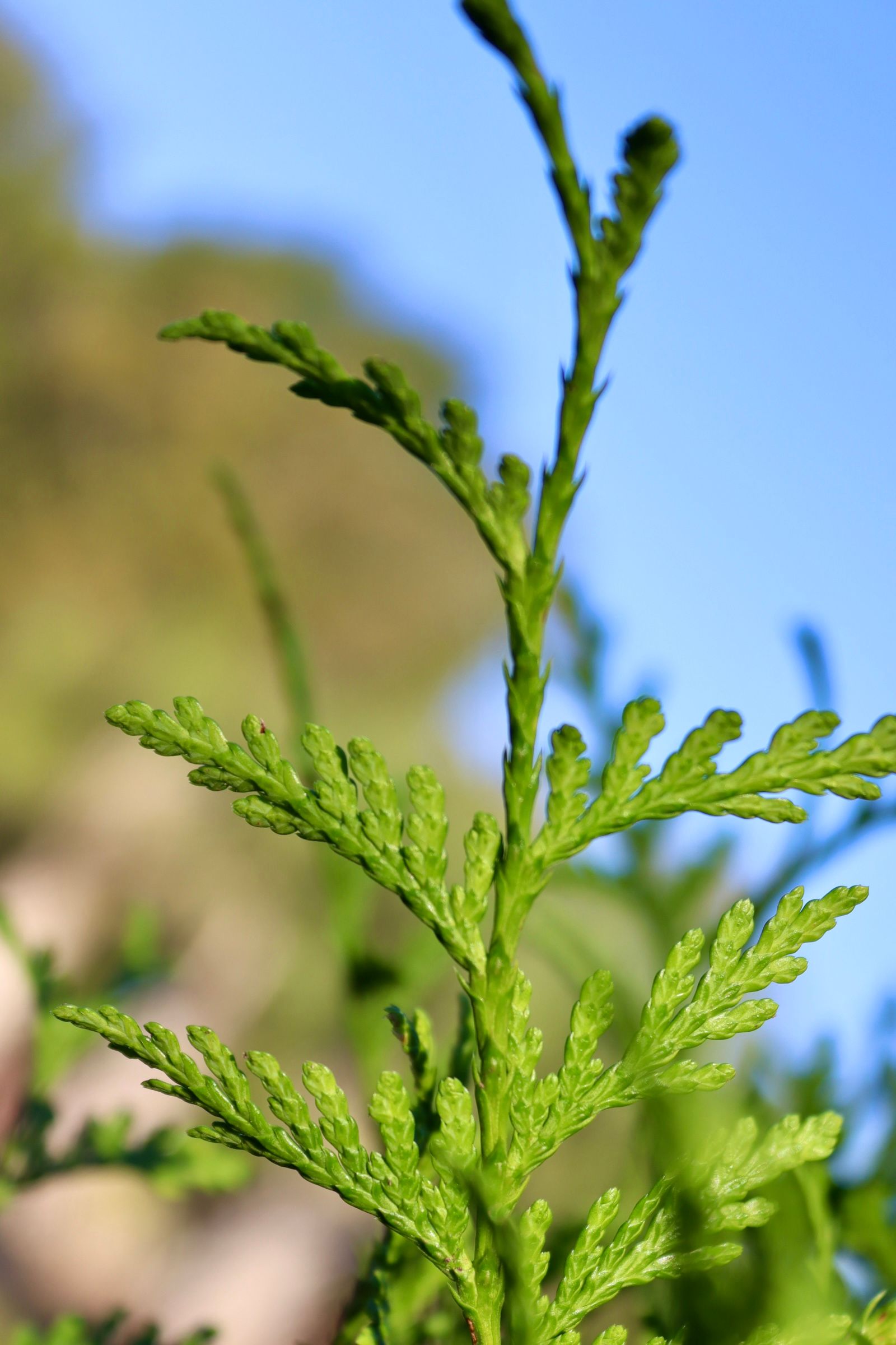 A close up of a green plant with a blue sky in the background