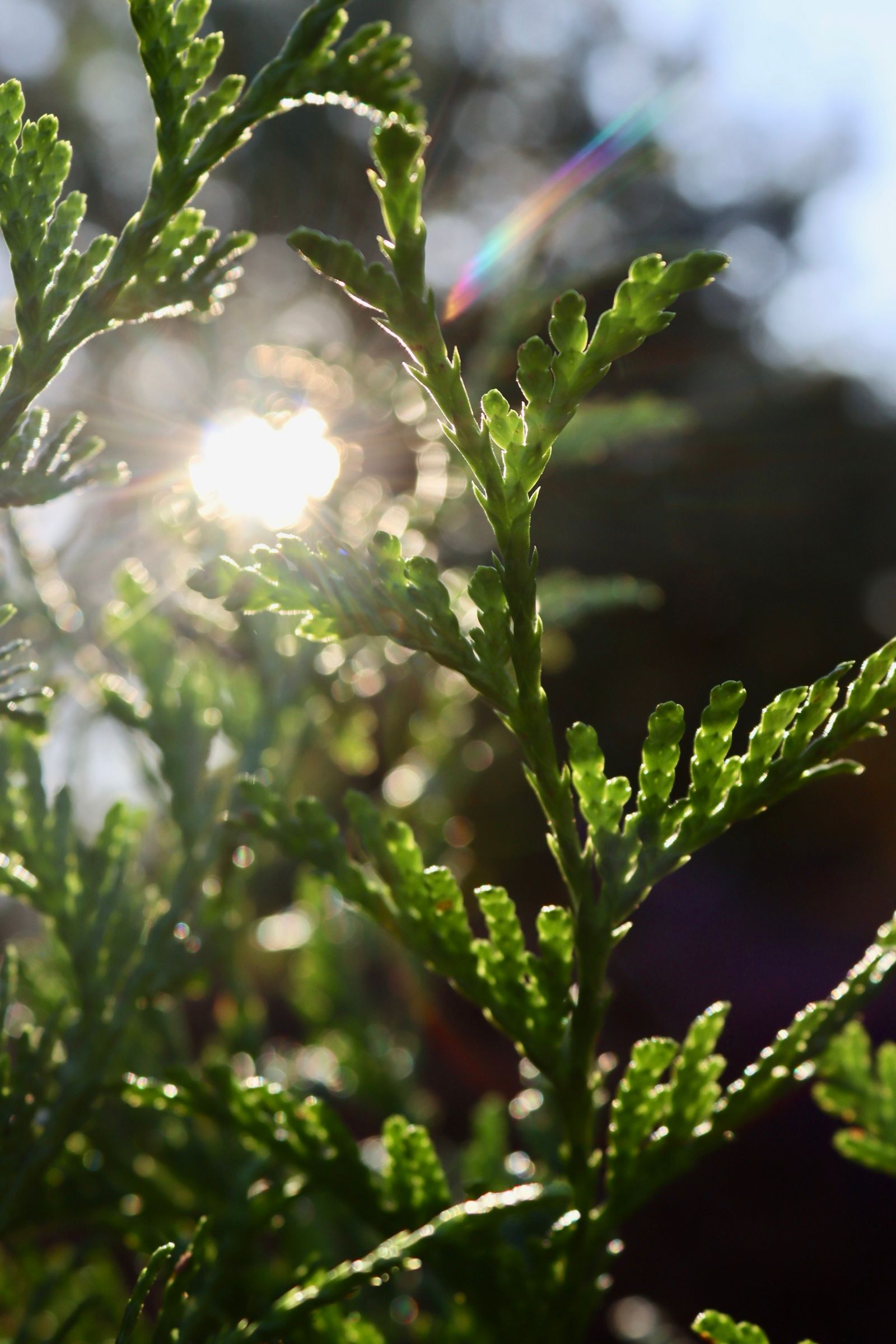 The sun is shining through the leaves of a plant