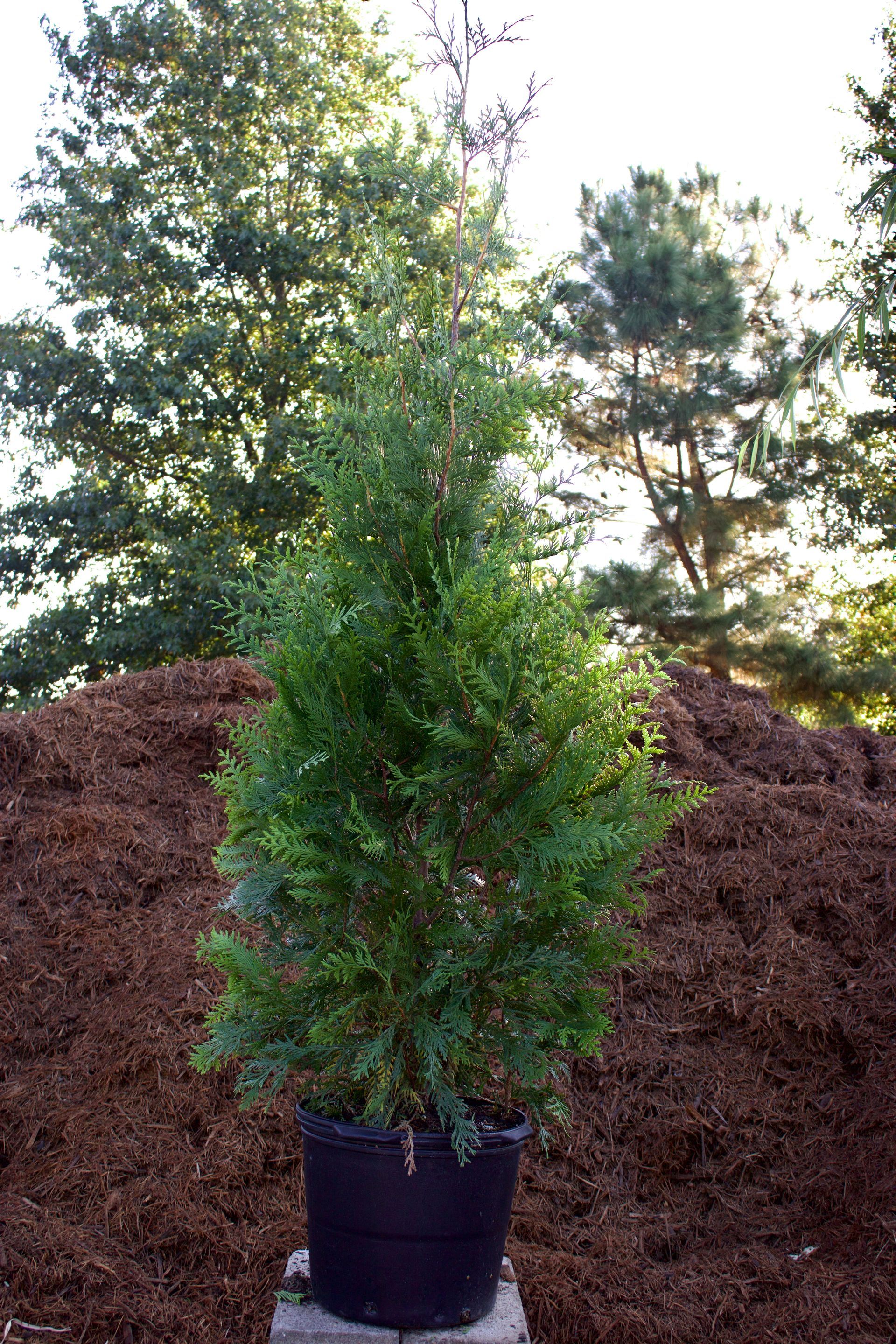 A small tree in a black pot is sitting on top of a pile of mulch.