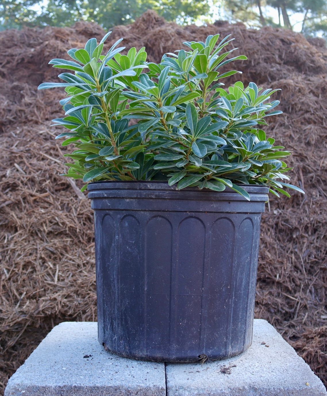 A small plant in a black pot is sitting on a concrete block
