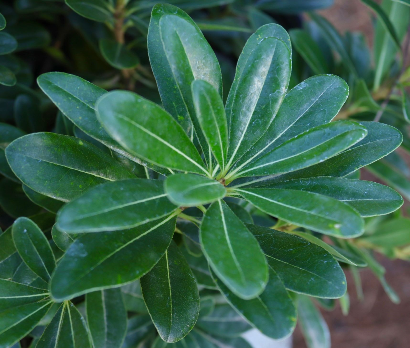 A close up of a plant with lots of green leaves