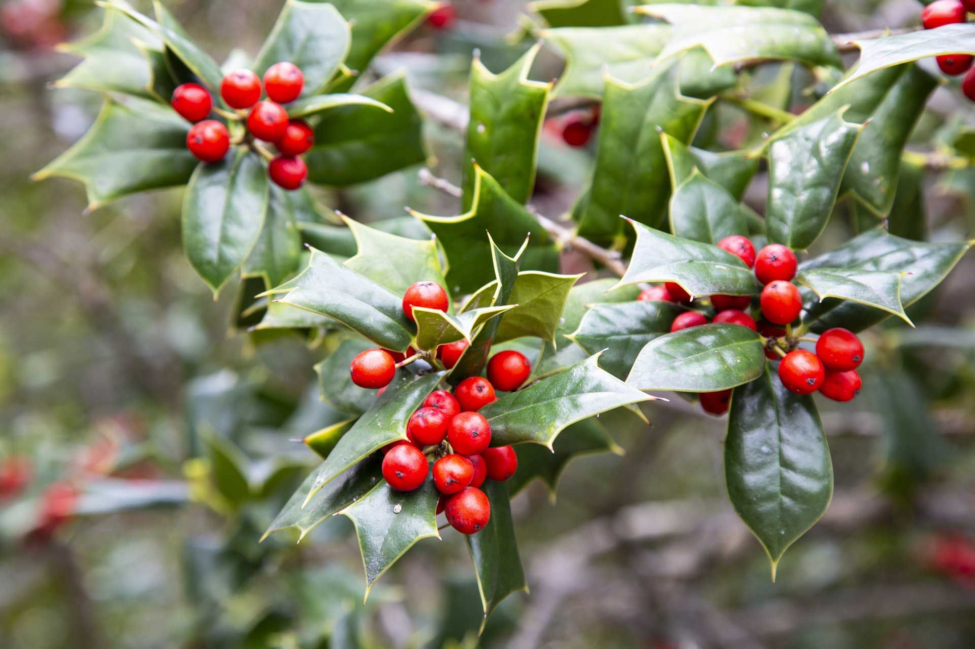 A close up of a holly tree with red berries and green leaves.
