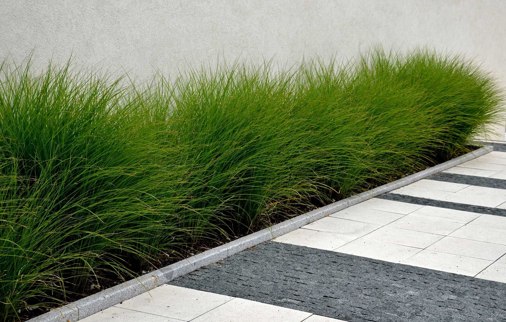 A row of grass growing next to a brick walkway.