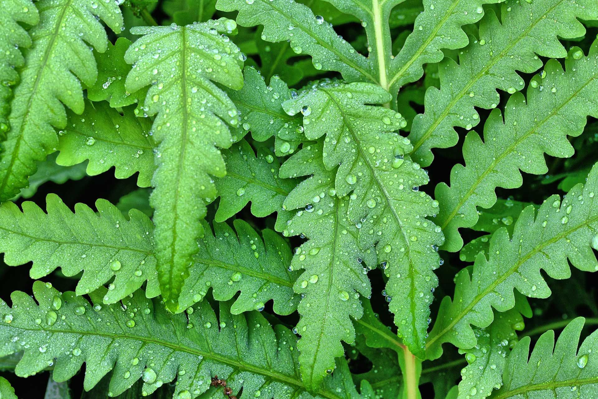 A close up of a fern leaf with water drops on it