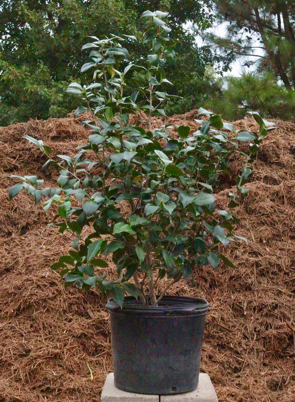 A potted plant is sitting on a block in front of a pile of mulch.