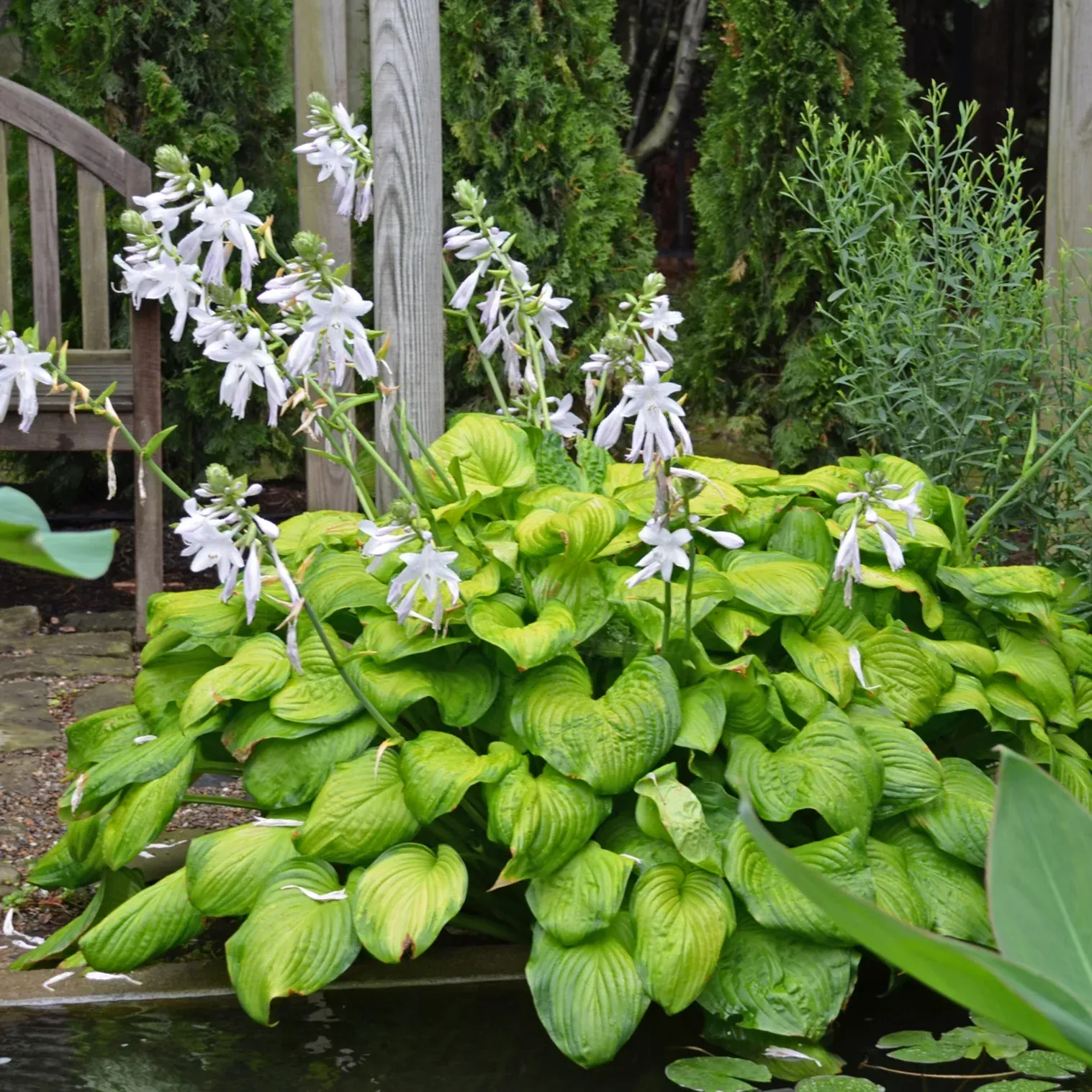 A bunch of green plants with white flowers