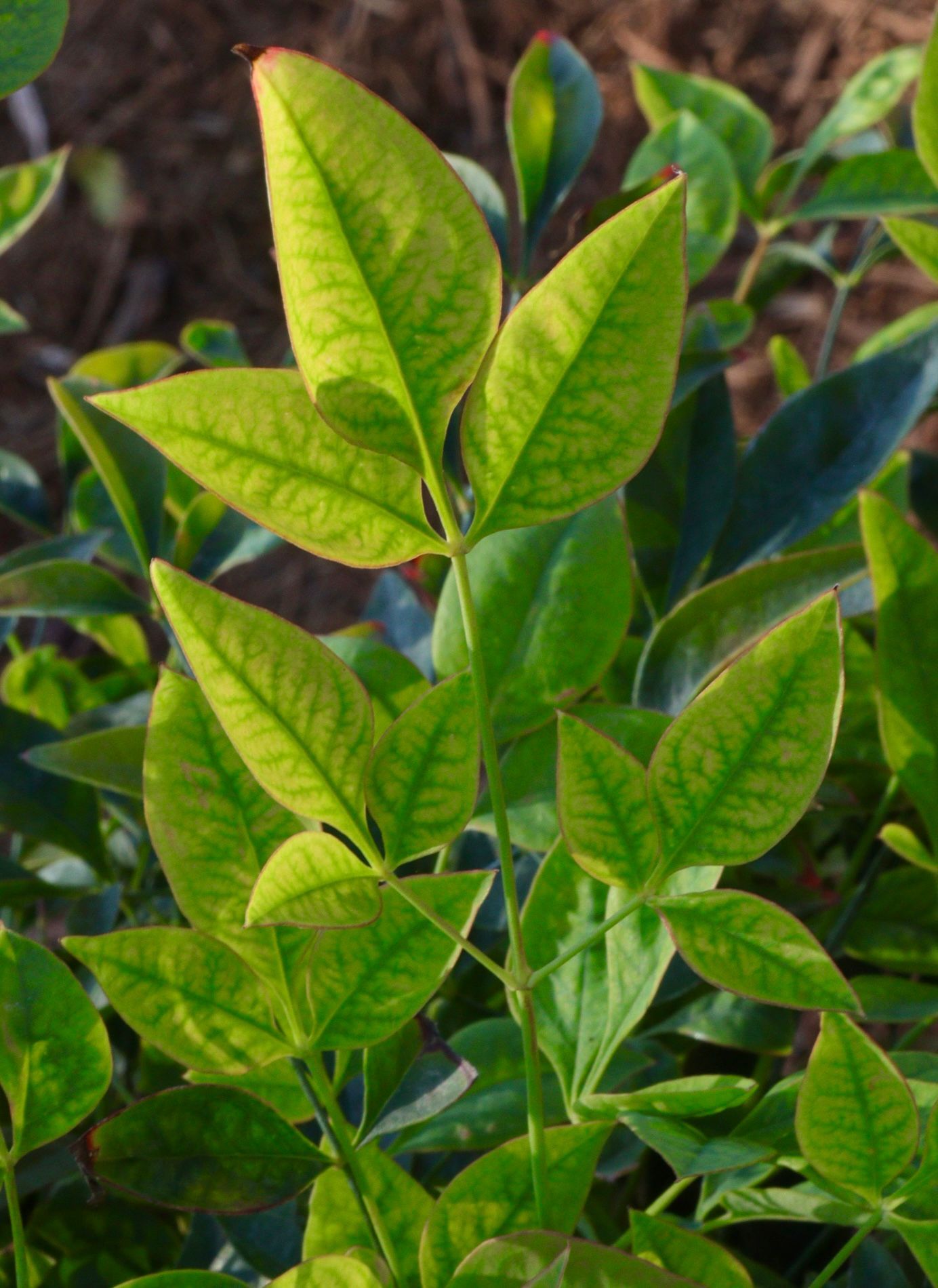 A close up of a plant with green leaves
