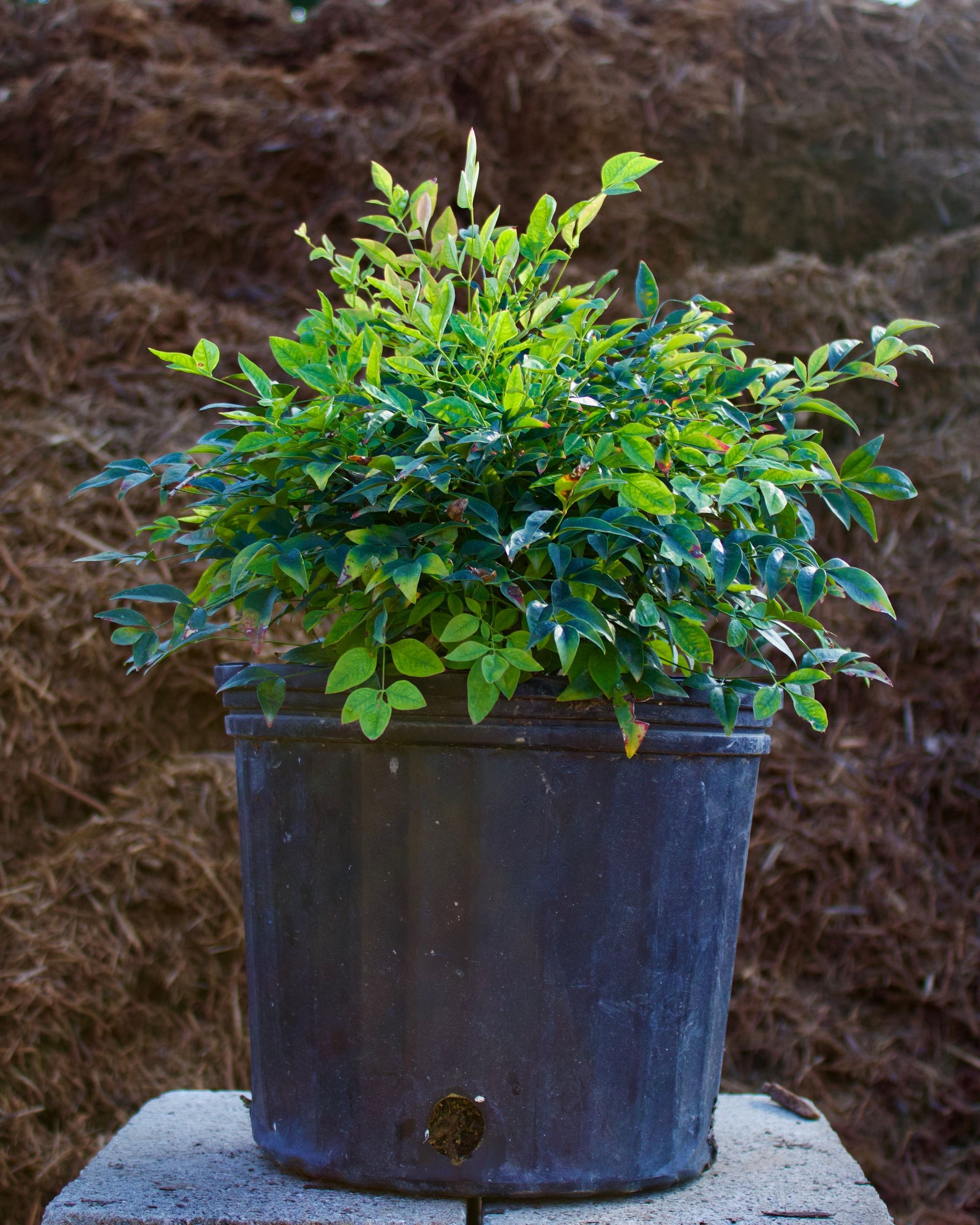 A small plant in a black pot is sitting on a concrete block.
