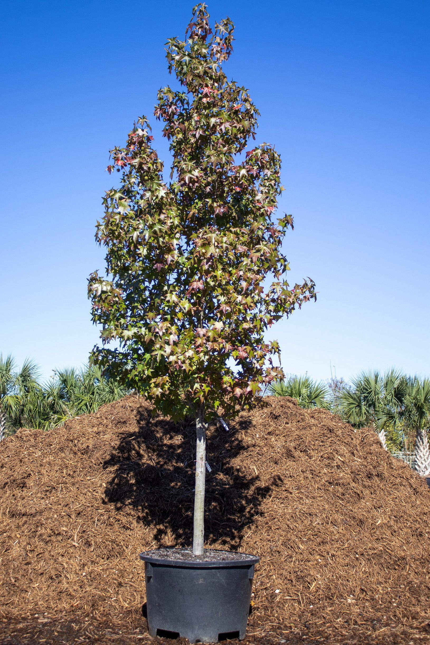 A large tree in a black pot is sitting on top of a pile of mulch.