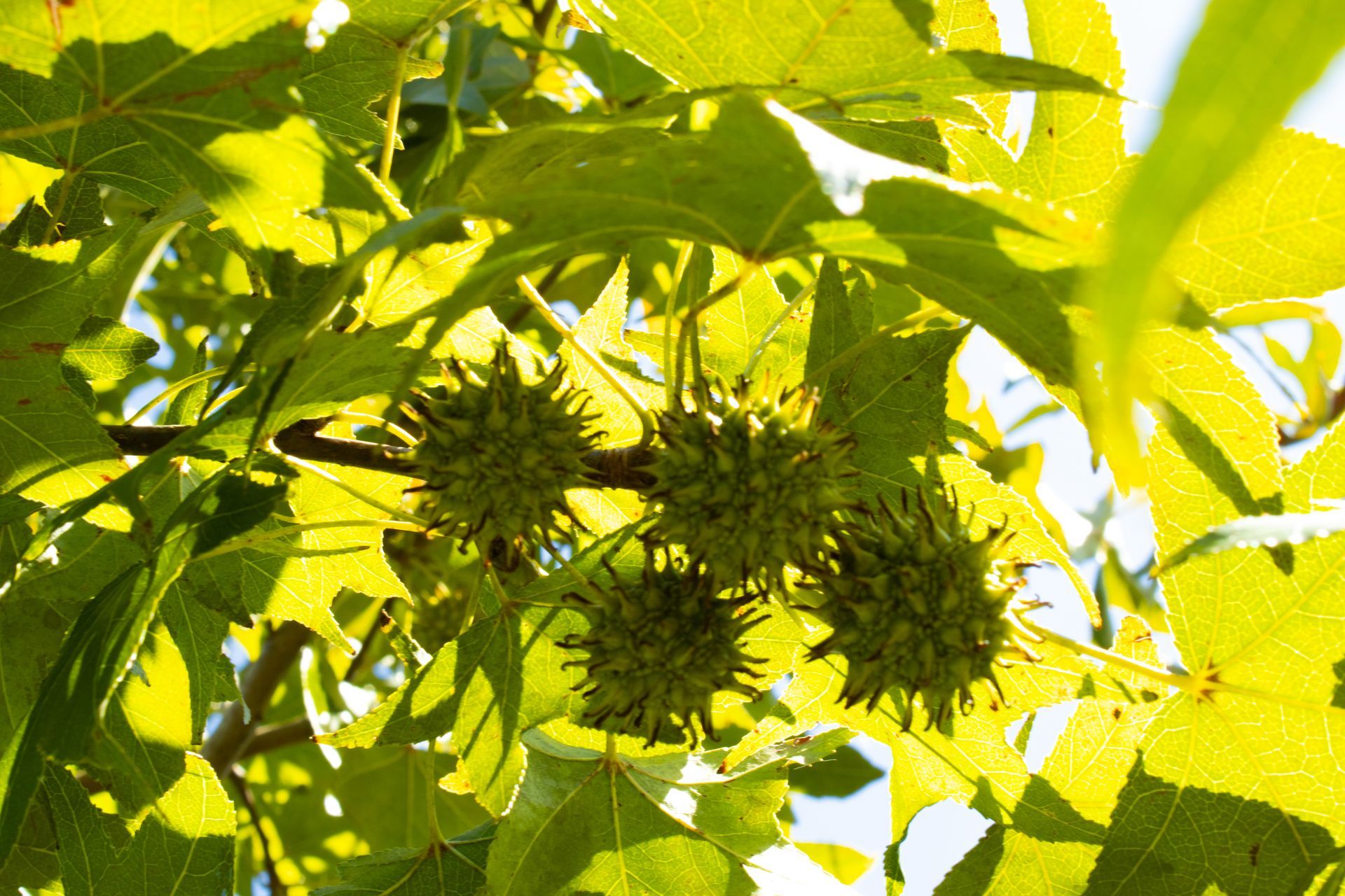 A tree with a bunch of green fruits hanging from it