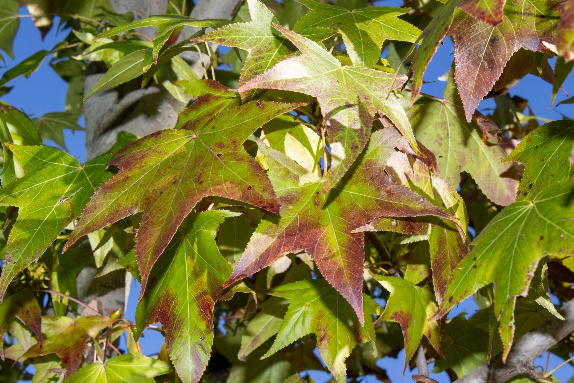 A close up of a tree with green and red leaves