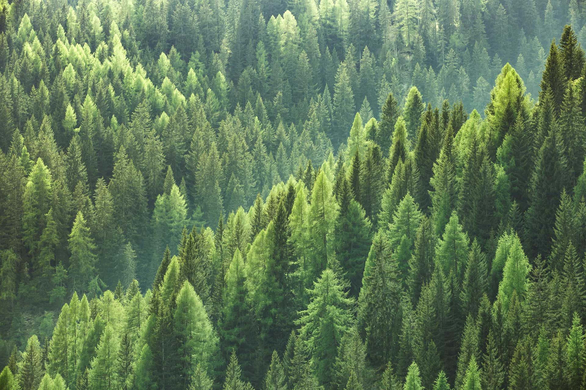 An aerial view of a lush green forest with lots of trees