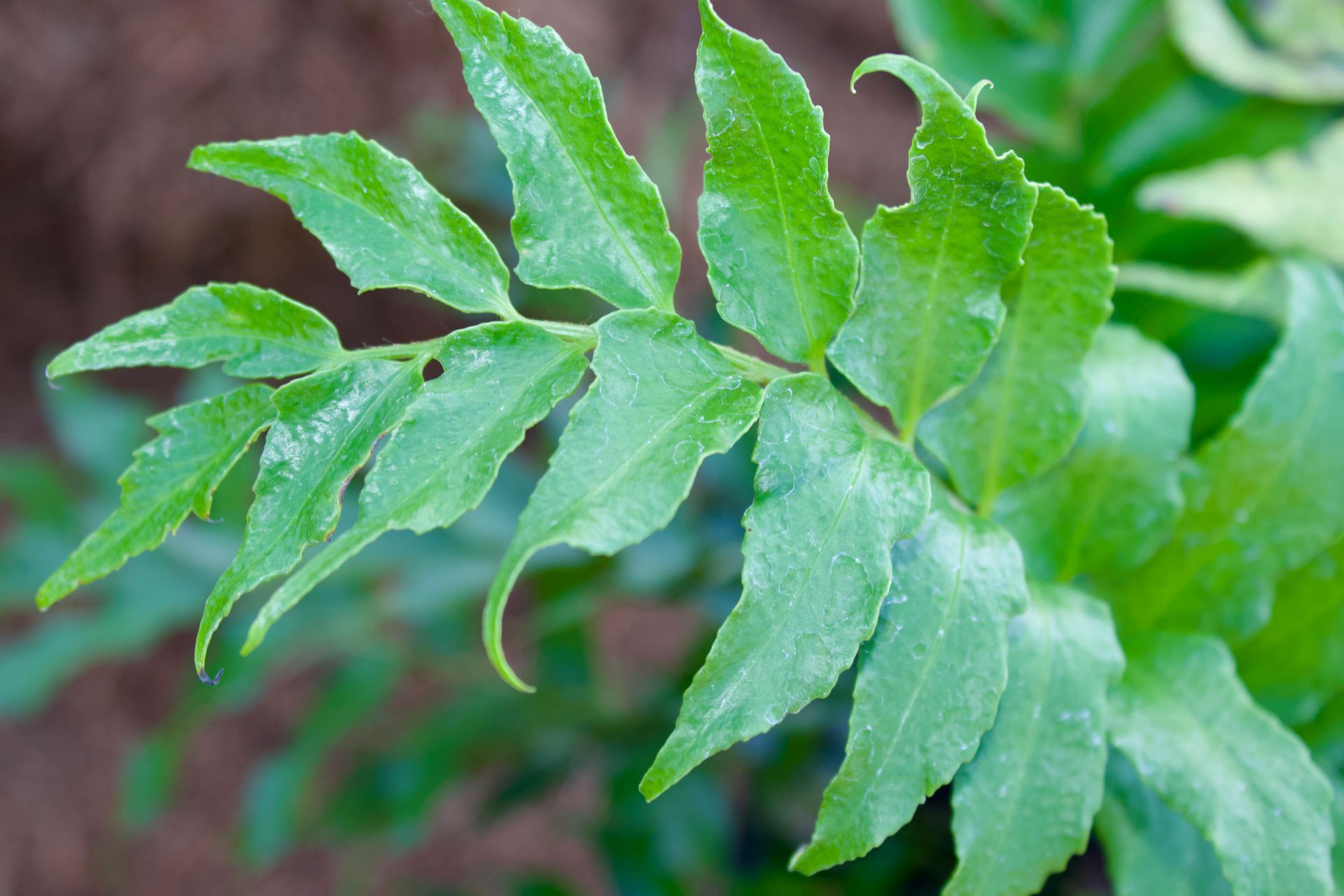 A close up of a green leaf with water drops on it