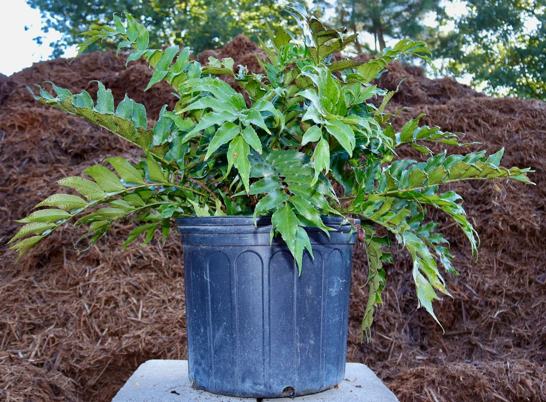 A potted plant is sitting on top of a pile of mulch.