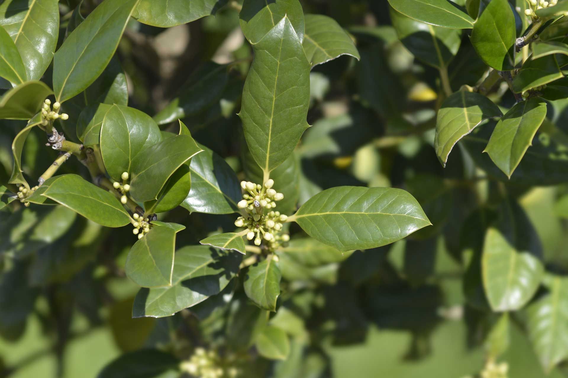 A tree with red leaves is on the side of a path in a park.