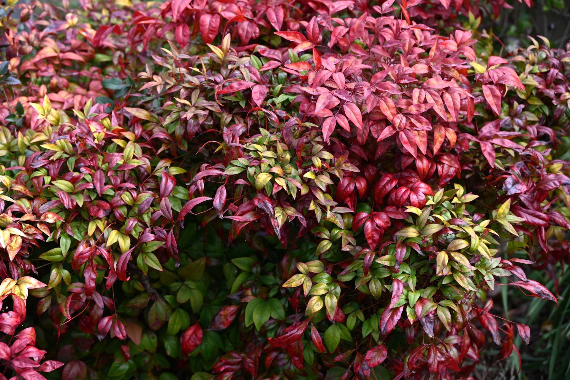 A bush with red , green and yellow leaves