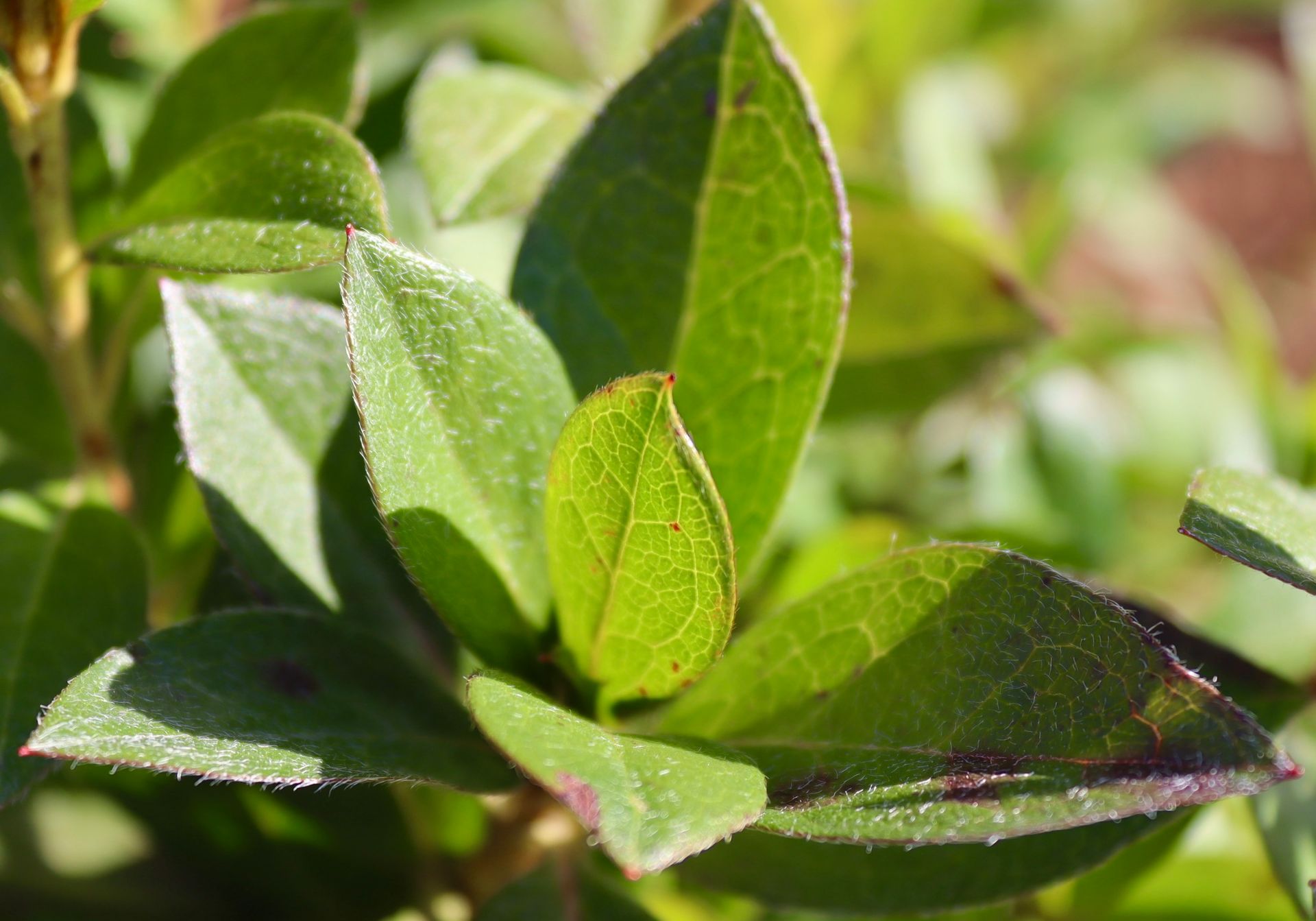 A close up of a green leaf with water drops on it.