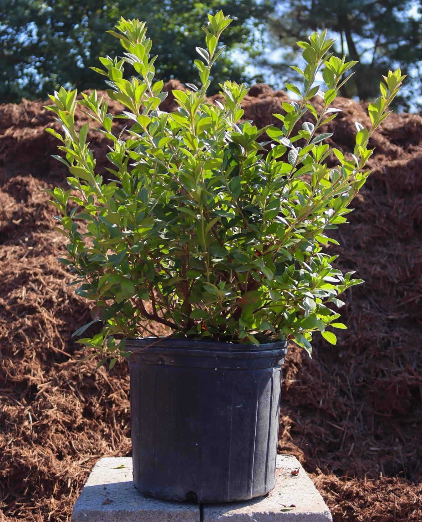 A small plant in a black pot is sitting on a block in front of a pile of mulch.