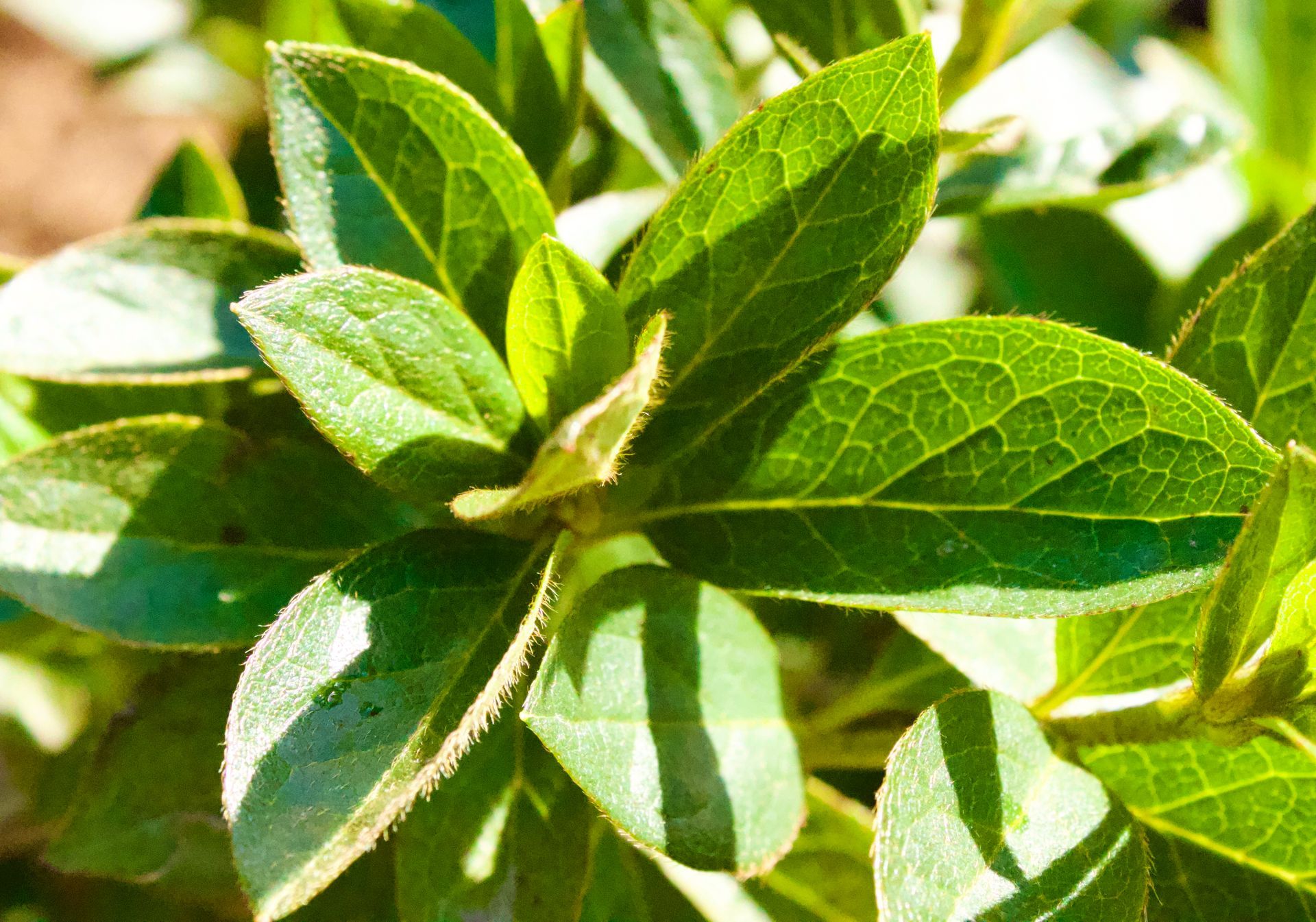 A close up of a plant with lots of green leaves