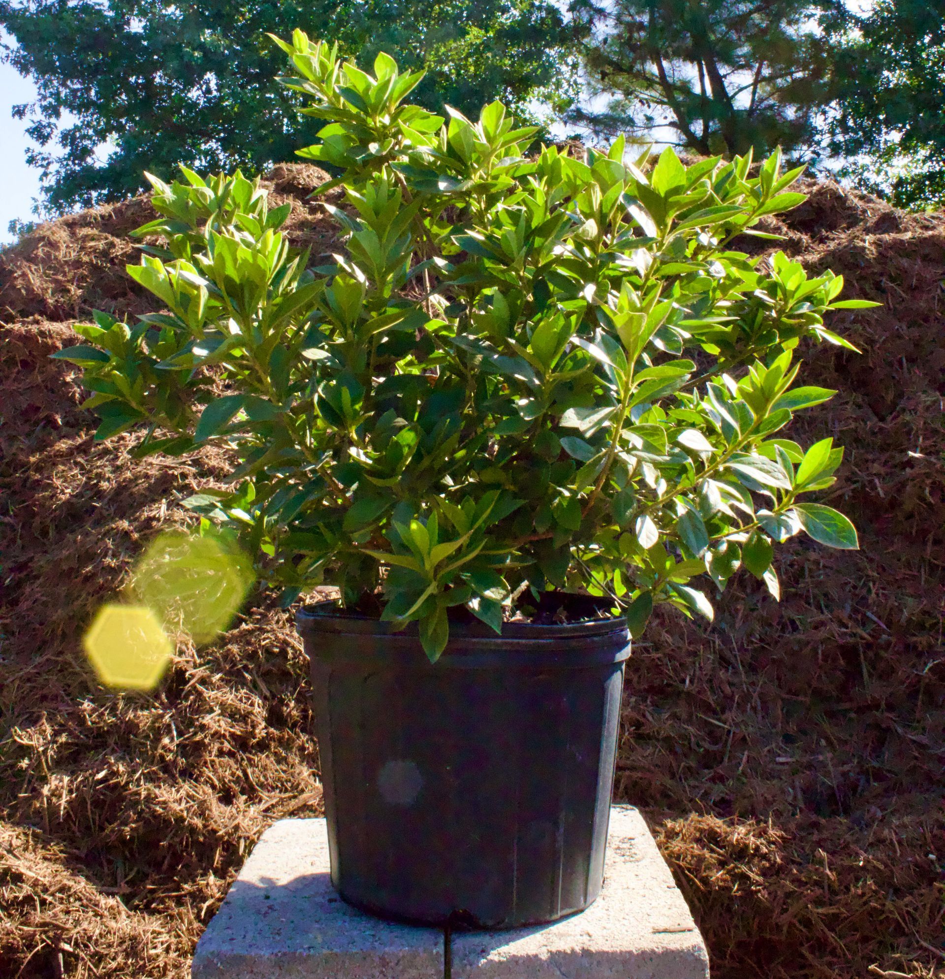 A plant in a black pot is sitting on a block in front of a pile of mulch