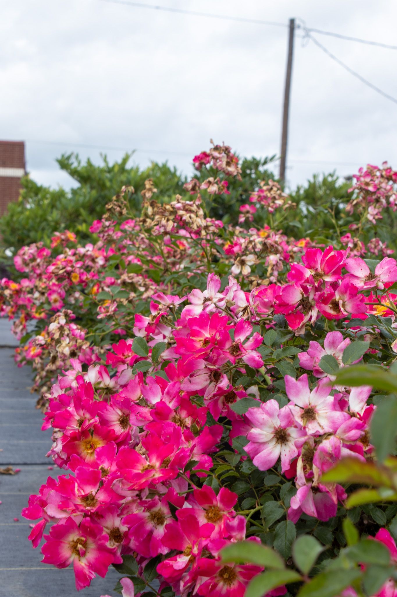 Bright pink and white flowers blooming in a garden with a cloudy sky behind them