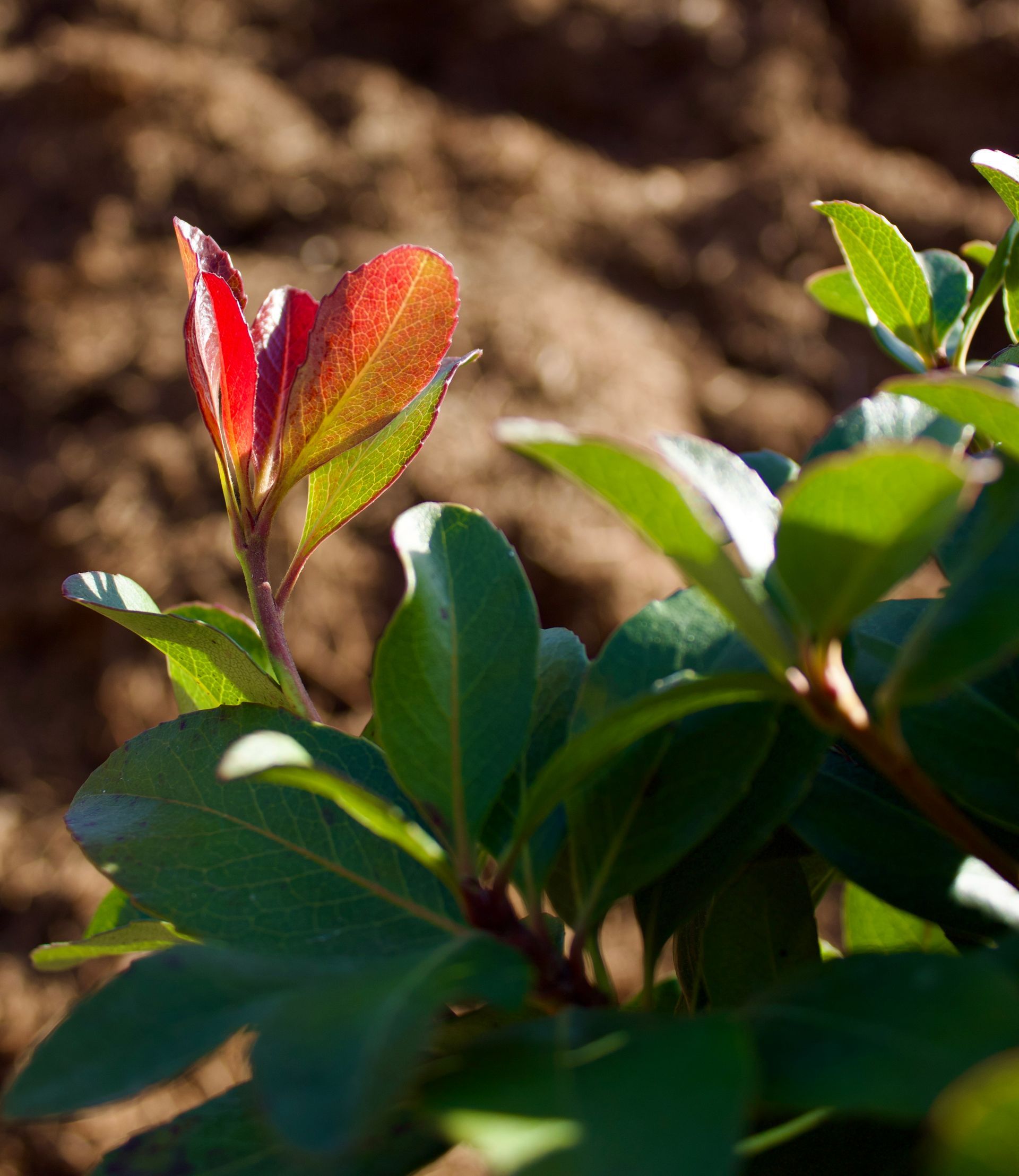 A plant with green leaves and a red leaf
