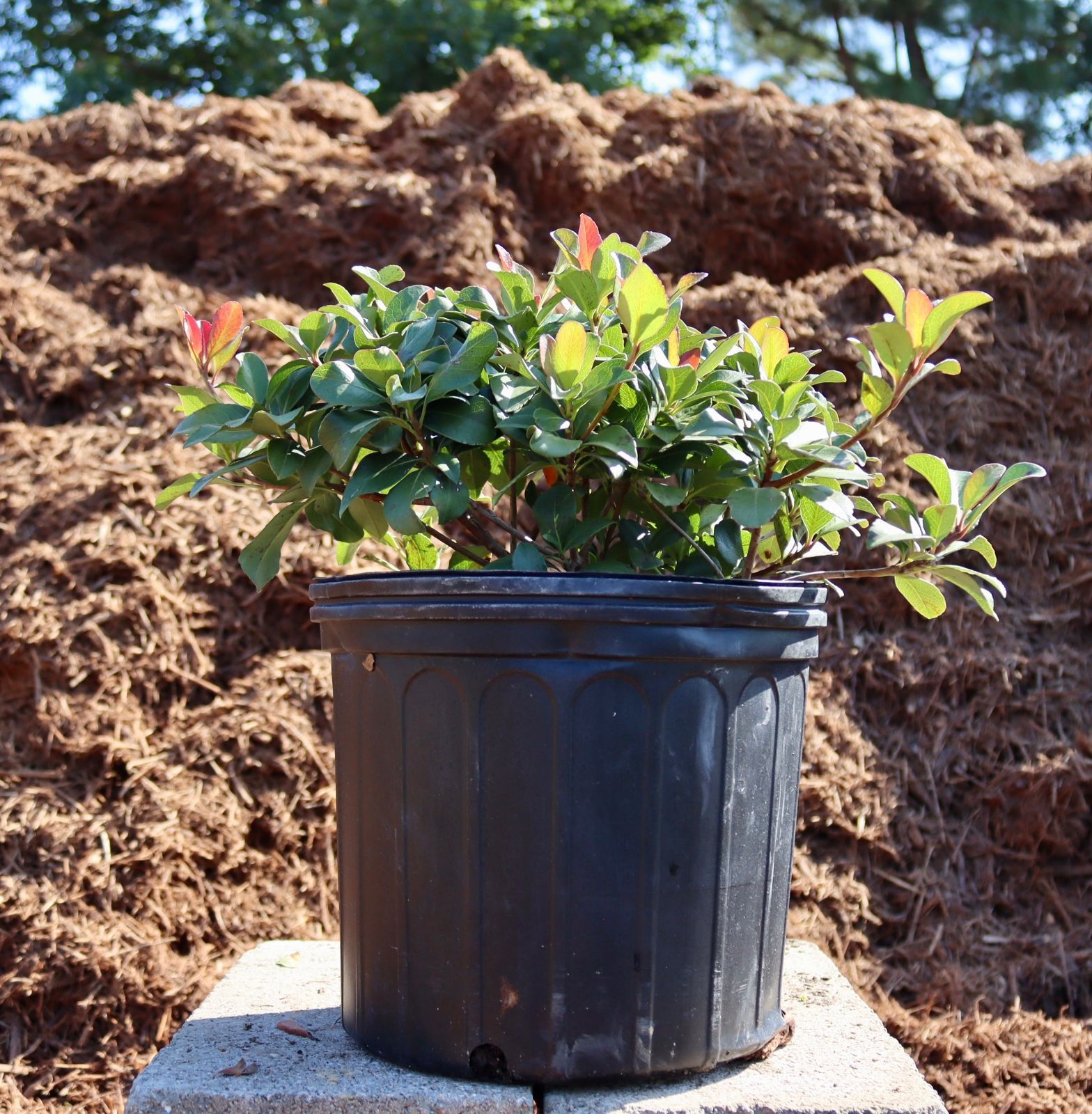 A potted plant is sitting on a block in front of a pile of mulch