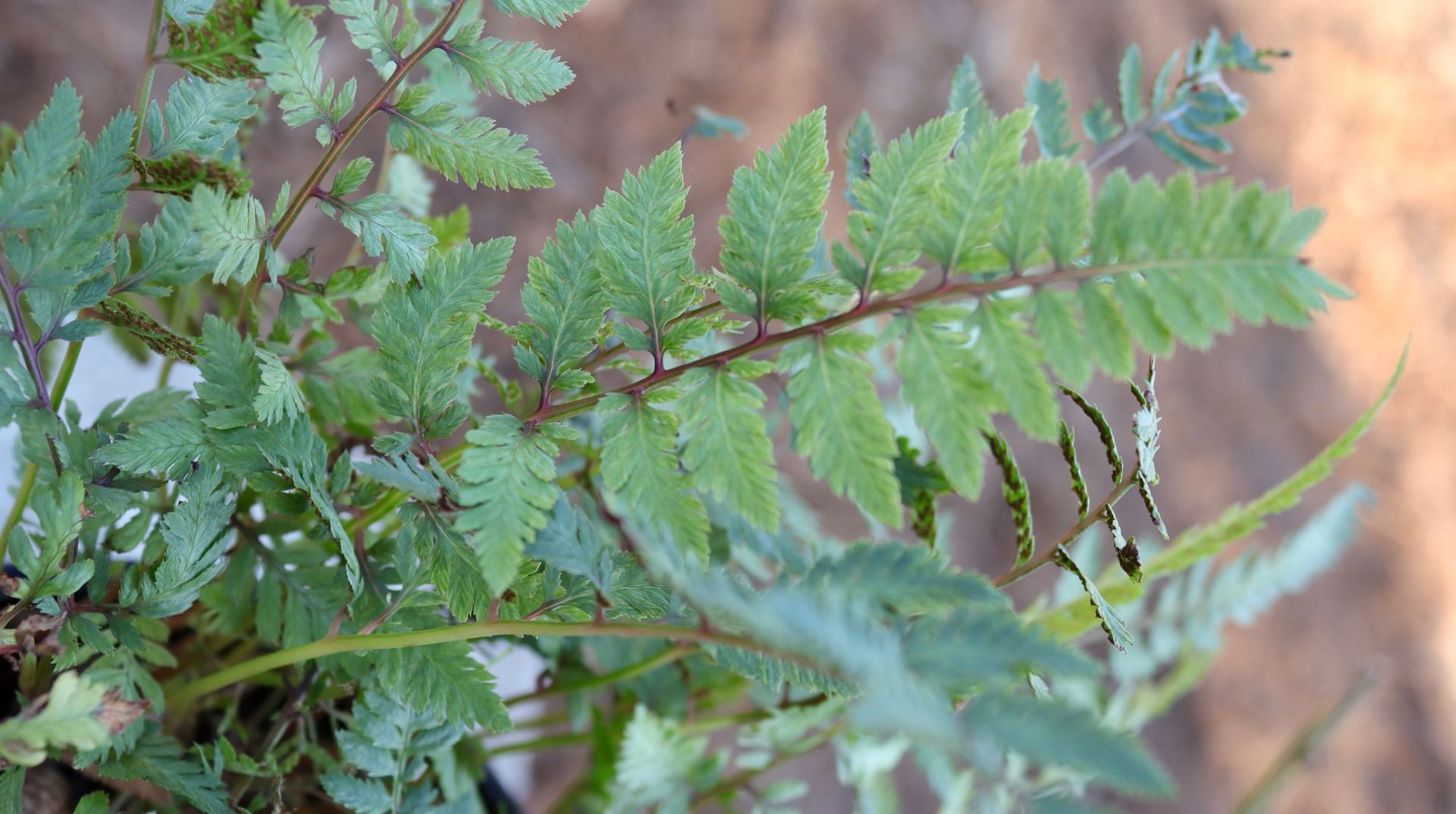 A close up of a fern leaf with a blurred background.
