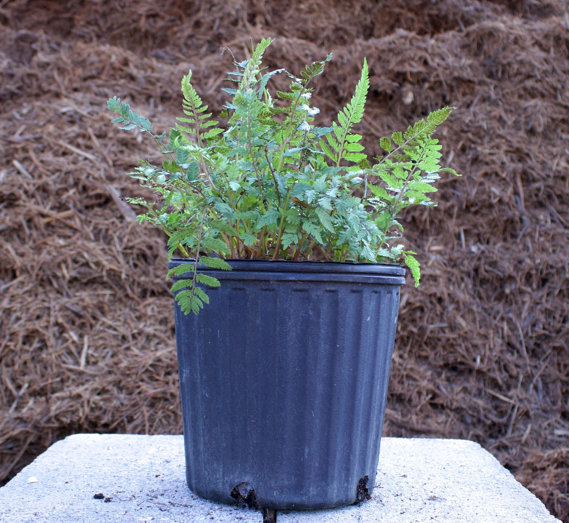 A small potted plant is sitting on a concrete surface