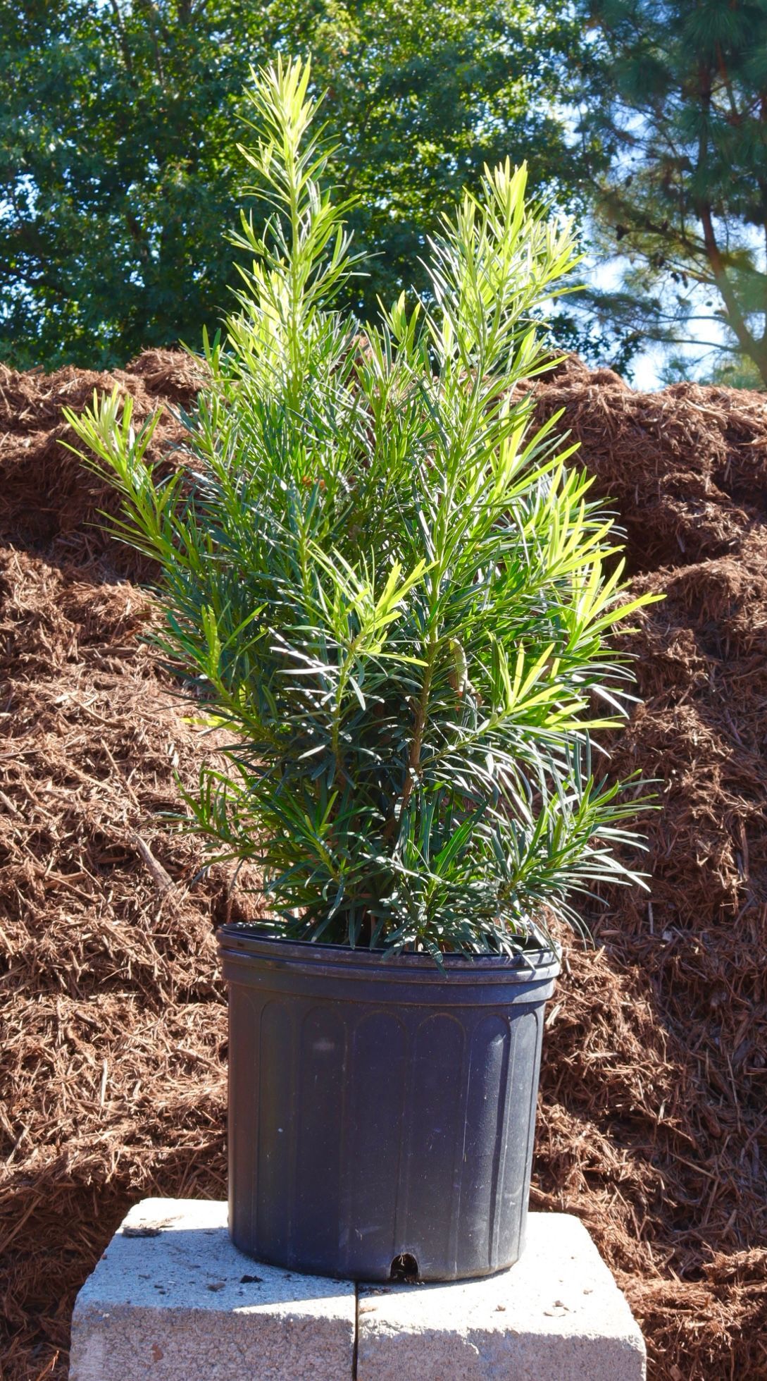 A potted plant is sitting on top of a concrete block.