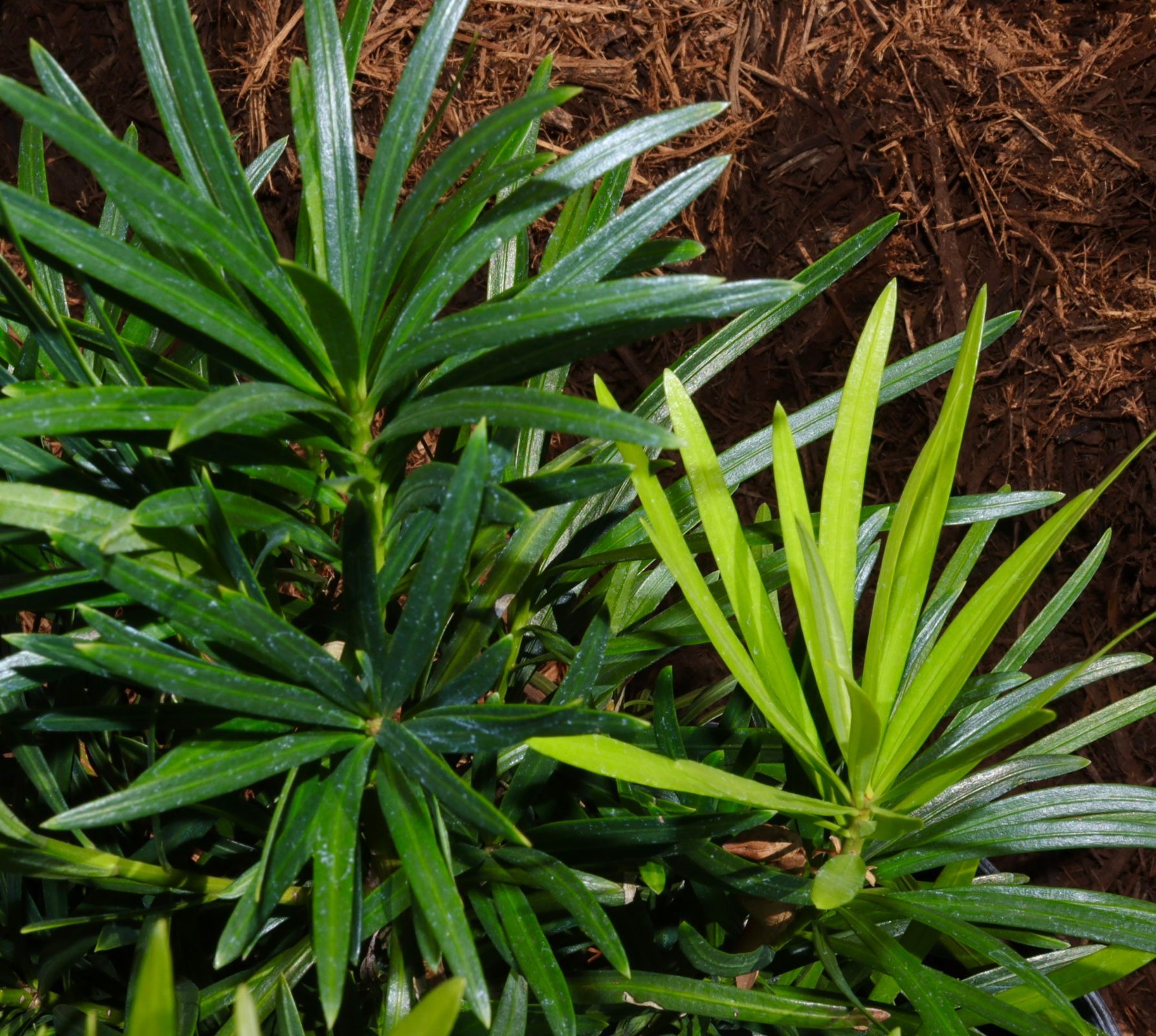 A close up of a plant with green and yellow leaves