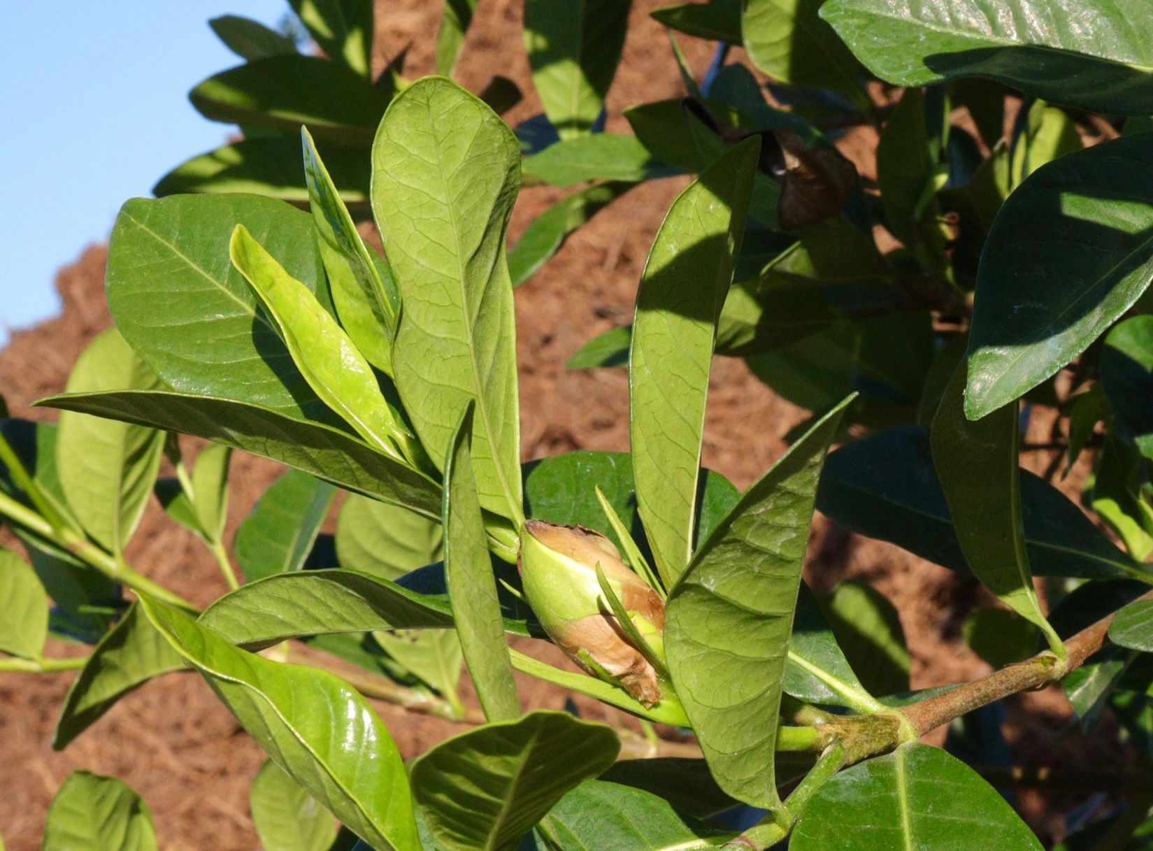 A close up of a plant with lots of green leaves