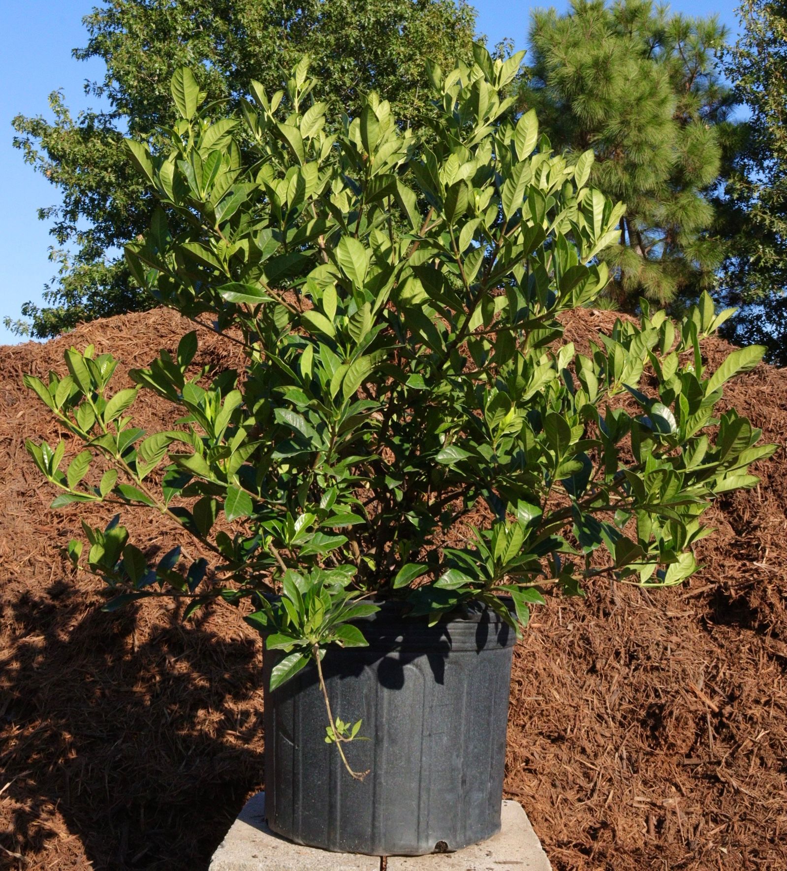 A black potted plant with lots of green leaves