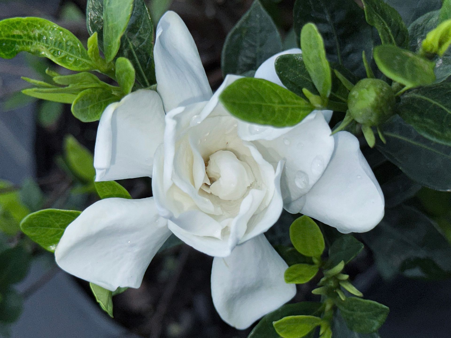 A close up of a white flower with green leaves