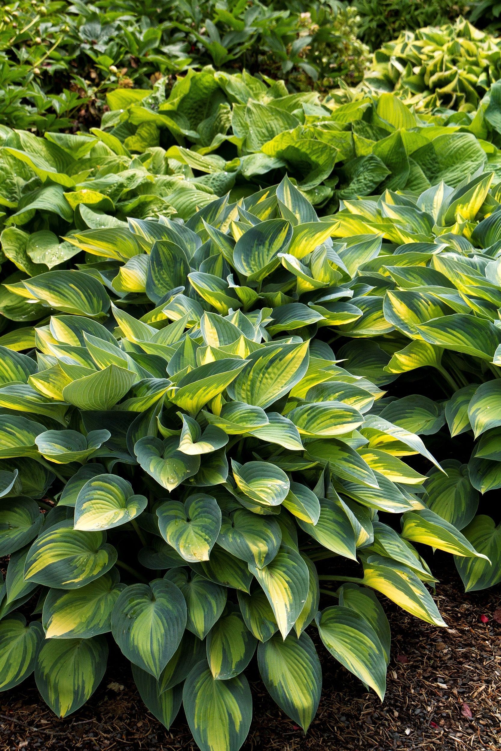 Hostas for Shade Gardens | Twitty Nursery, Inc.