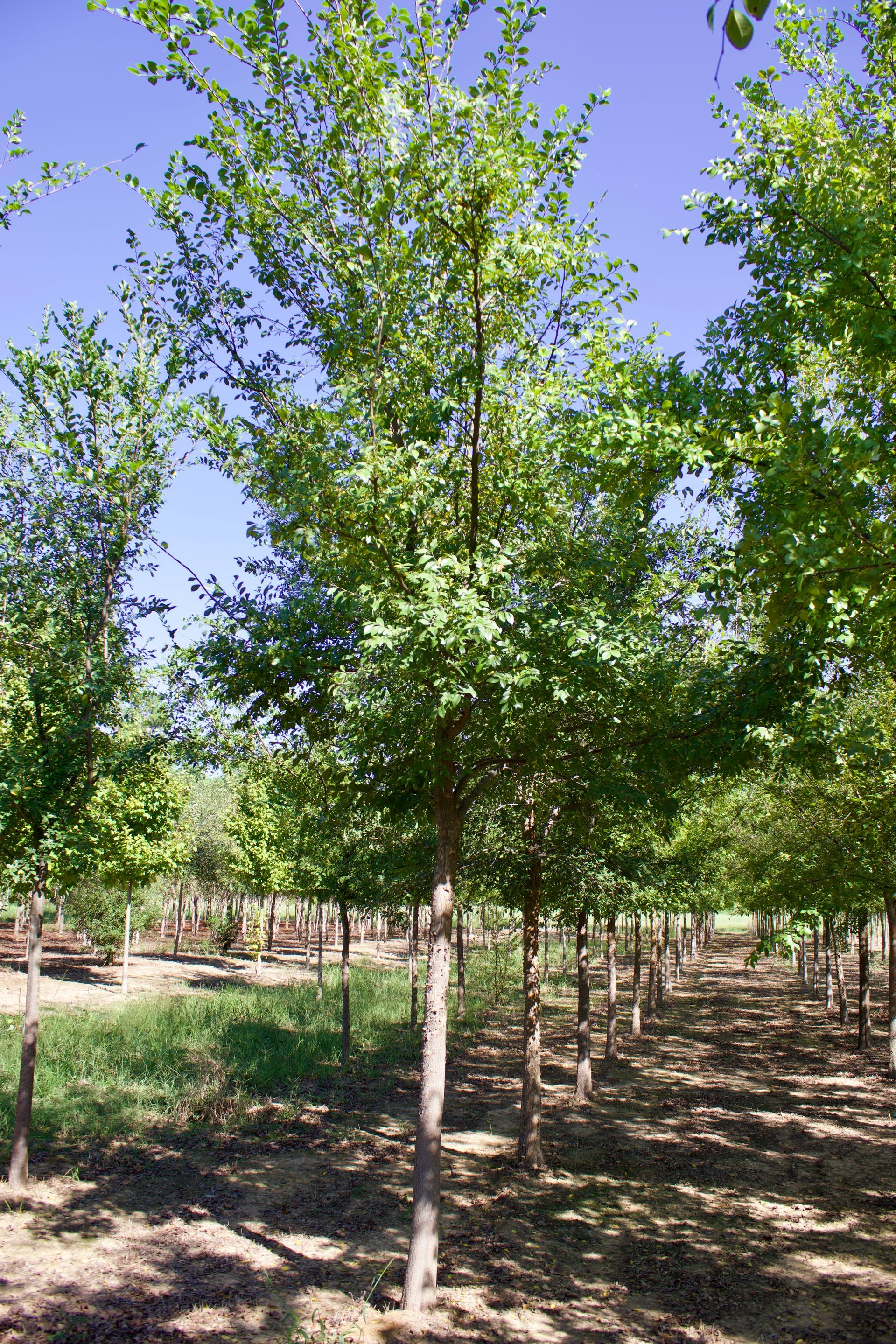 A row of trees in a forest with a blue sky in the background.