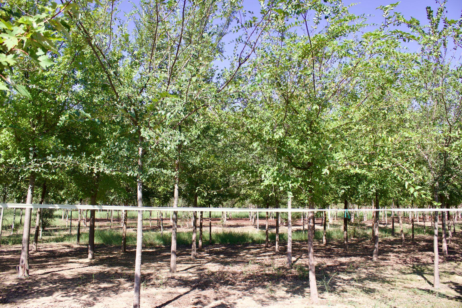 A row of trees in a fenced in area with a blue sky in the background.
