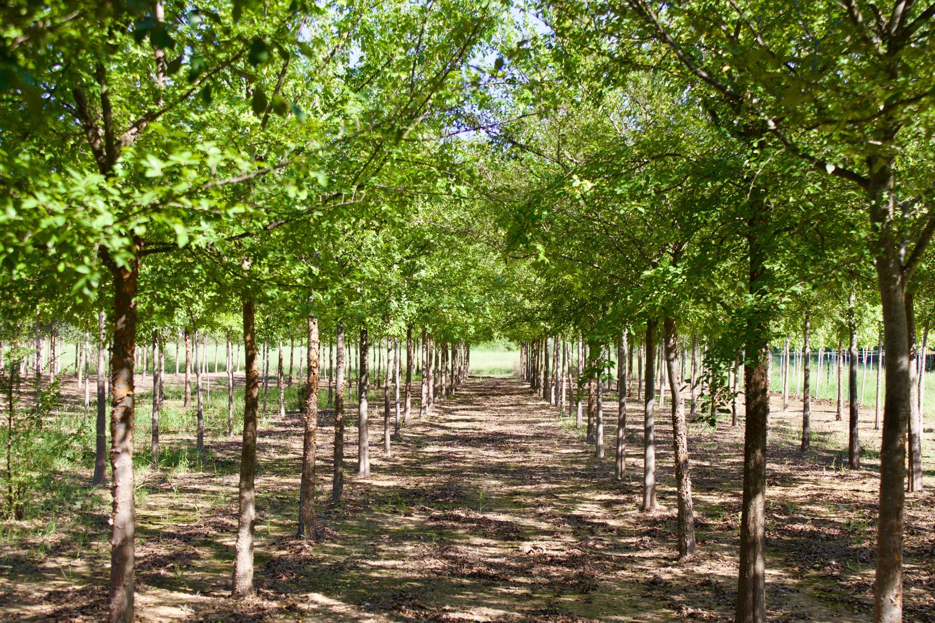 A row of trees in a forest with lots of green leaves