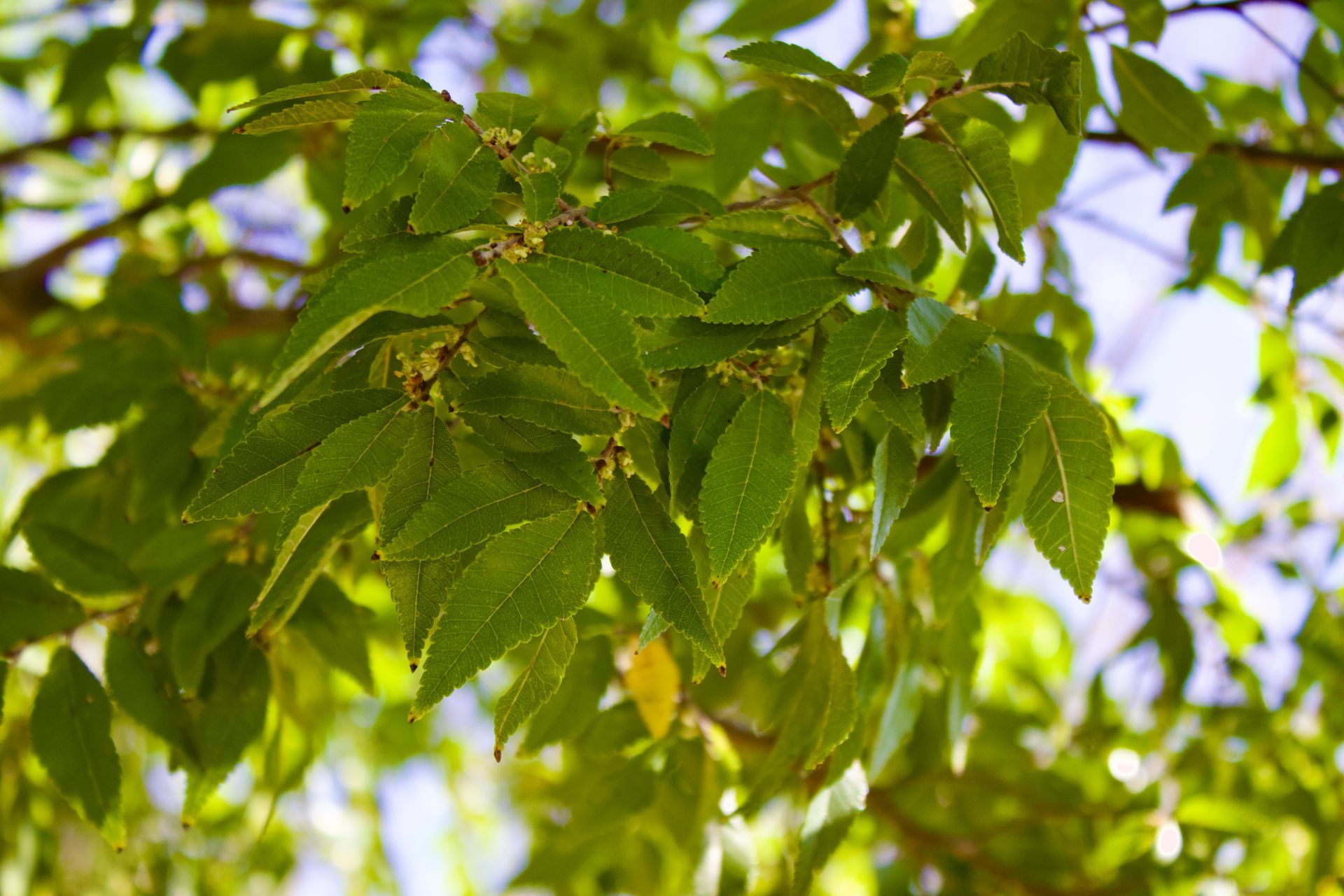 A close up of a tree branch with green leaves against a blue sky.