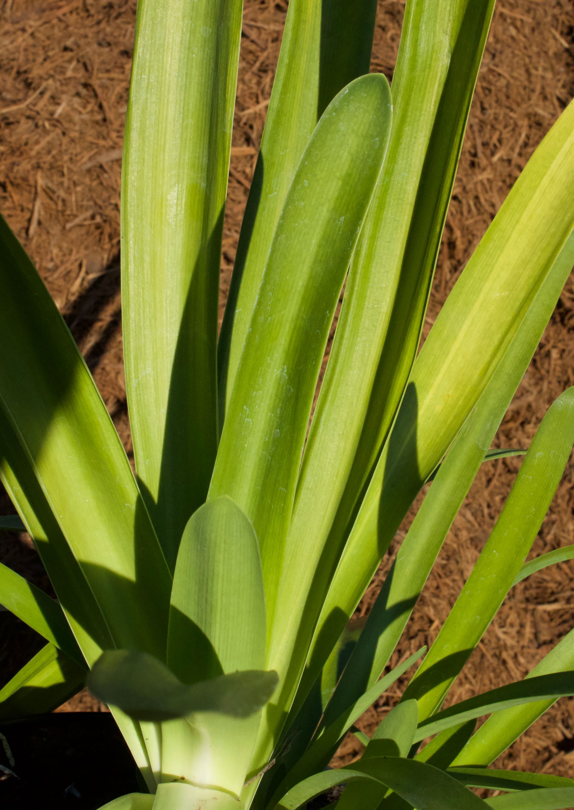 A close up of a plant with a lot of green leaves
