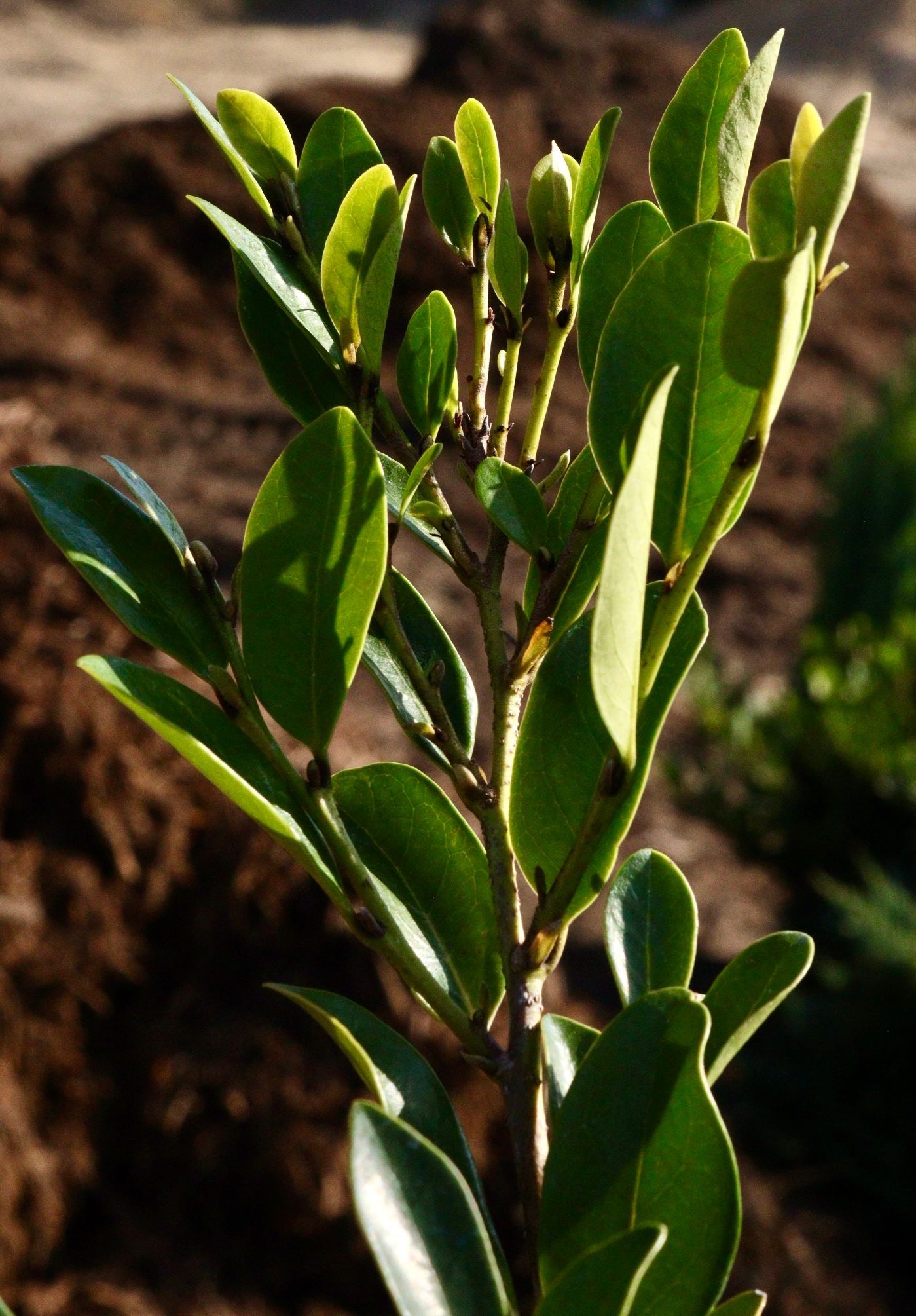 A close up of a plant with lots of green leaves