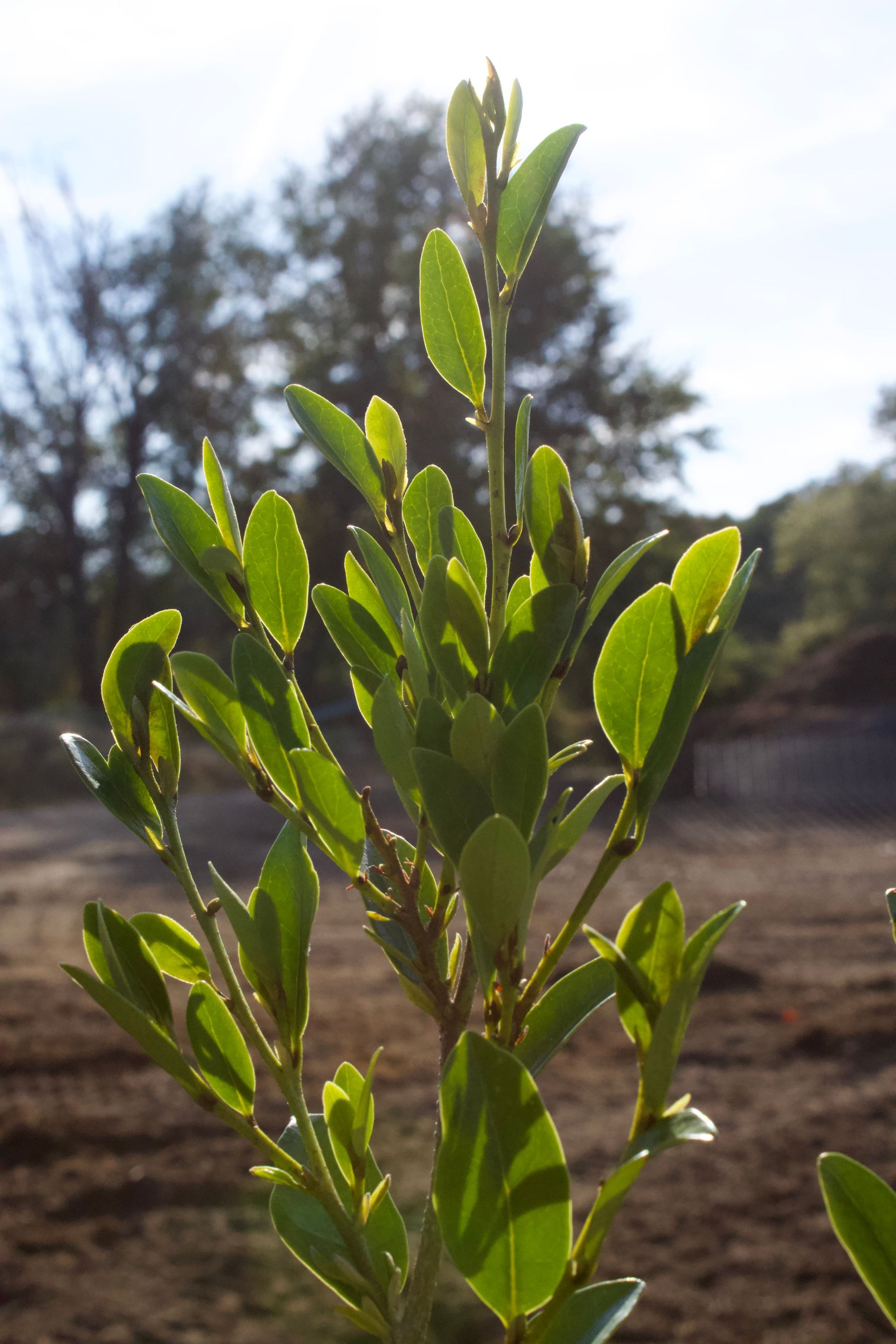 A close up of a plant with lots of green leaves