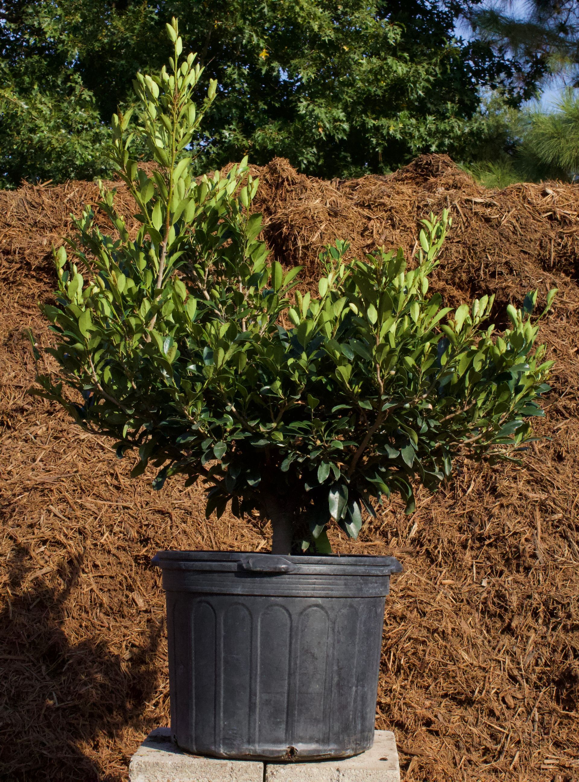 A potted plant is sitting on a block in front of a pile of mulch.