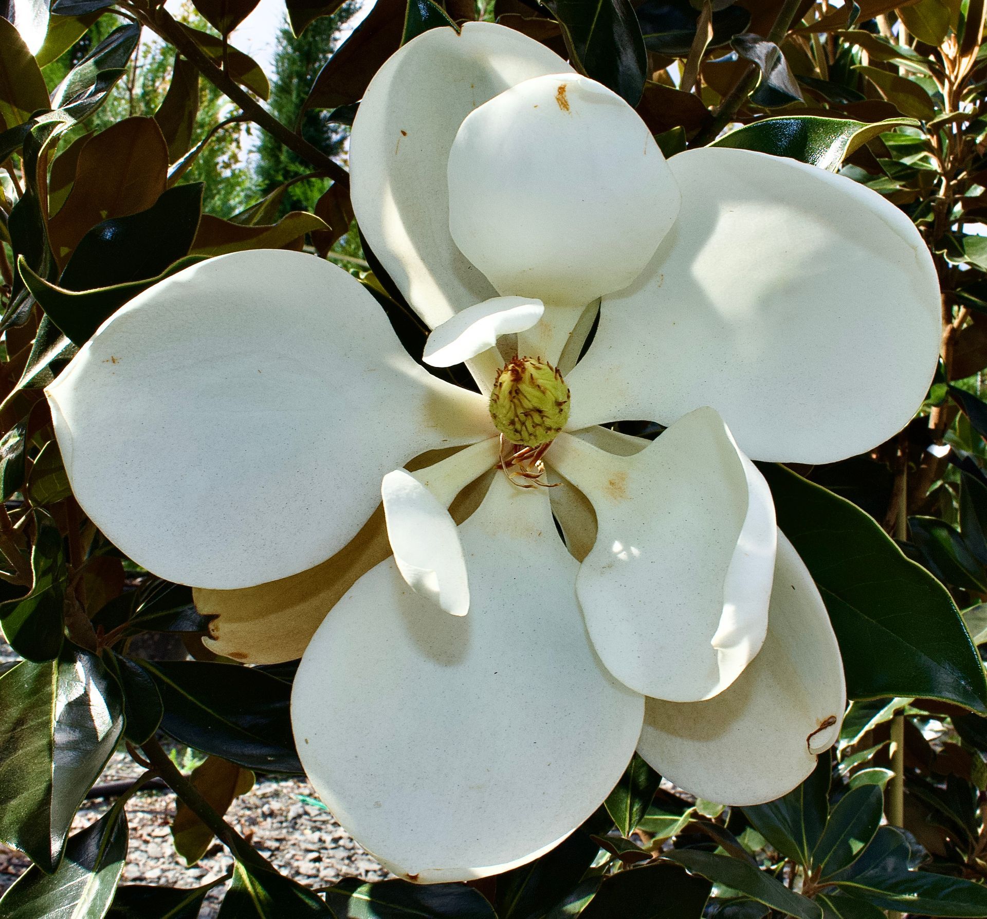 A close up of a white flower with a yellow center