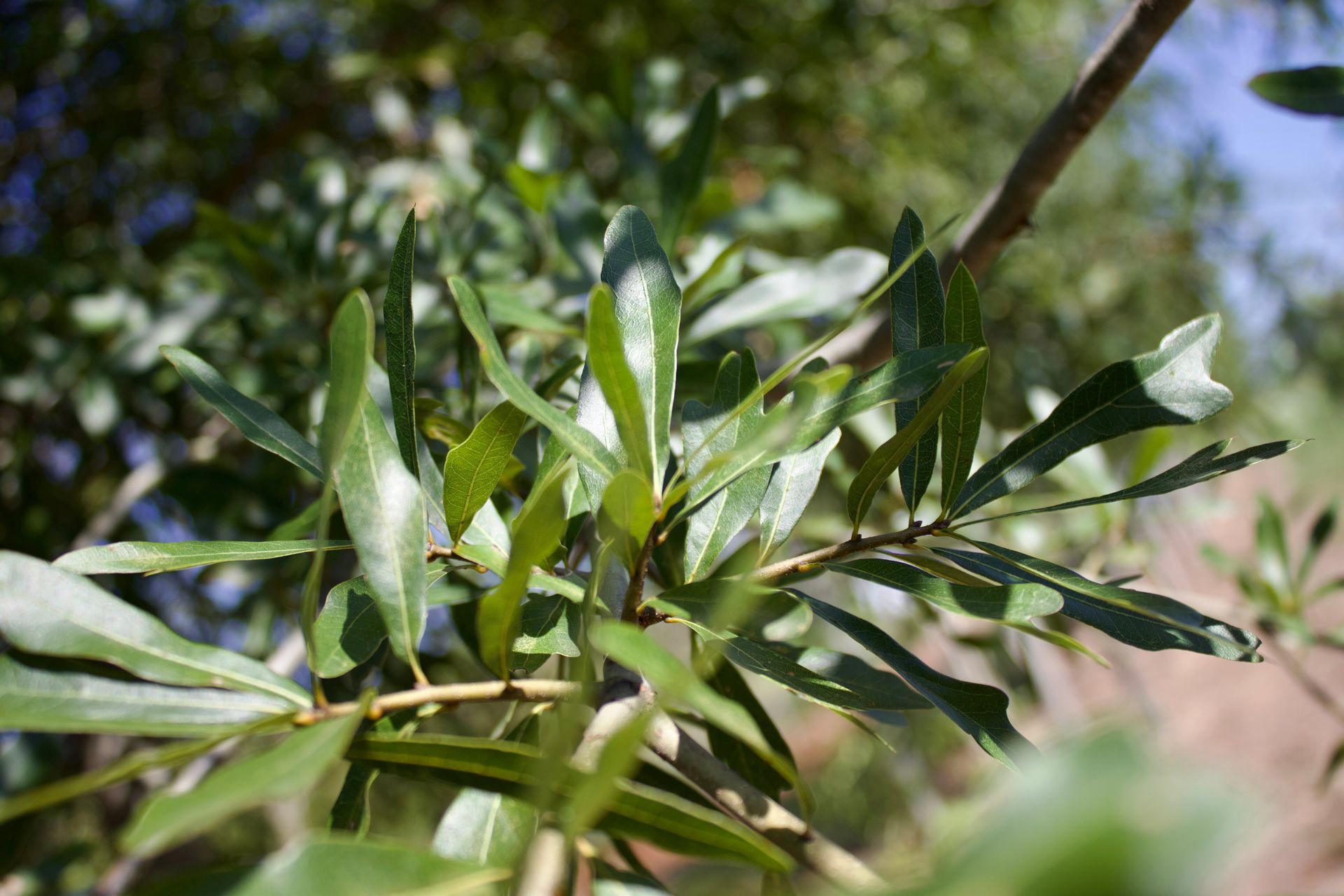 A close up of a tree branch with green leaves.
