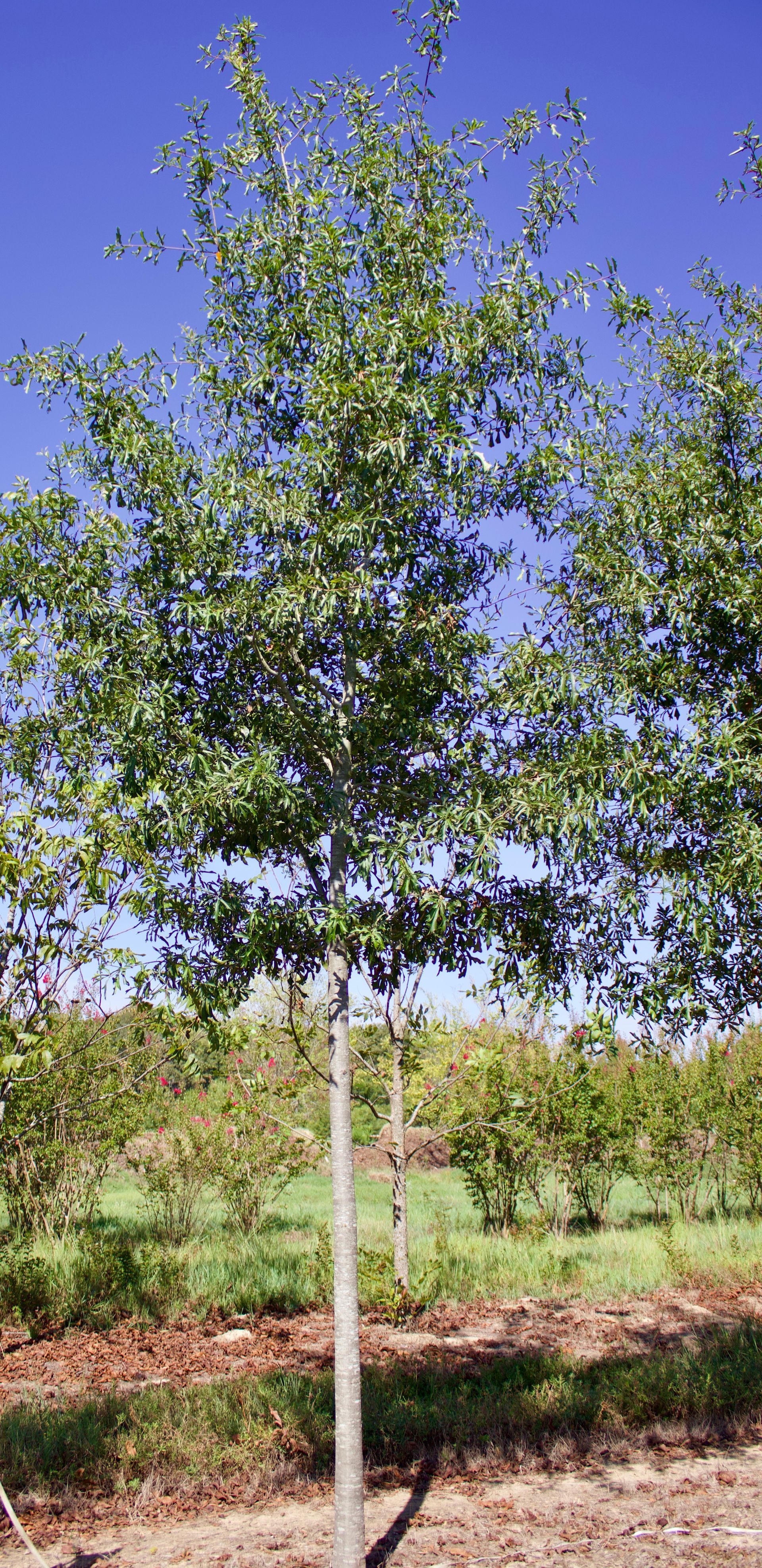 A tree in a field with a blue sky in the background.