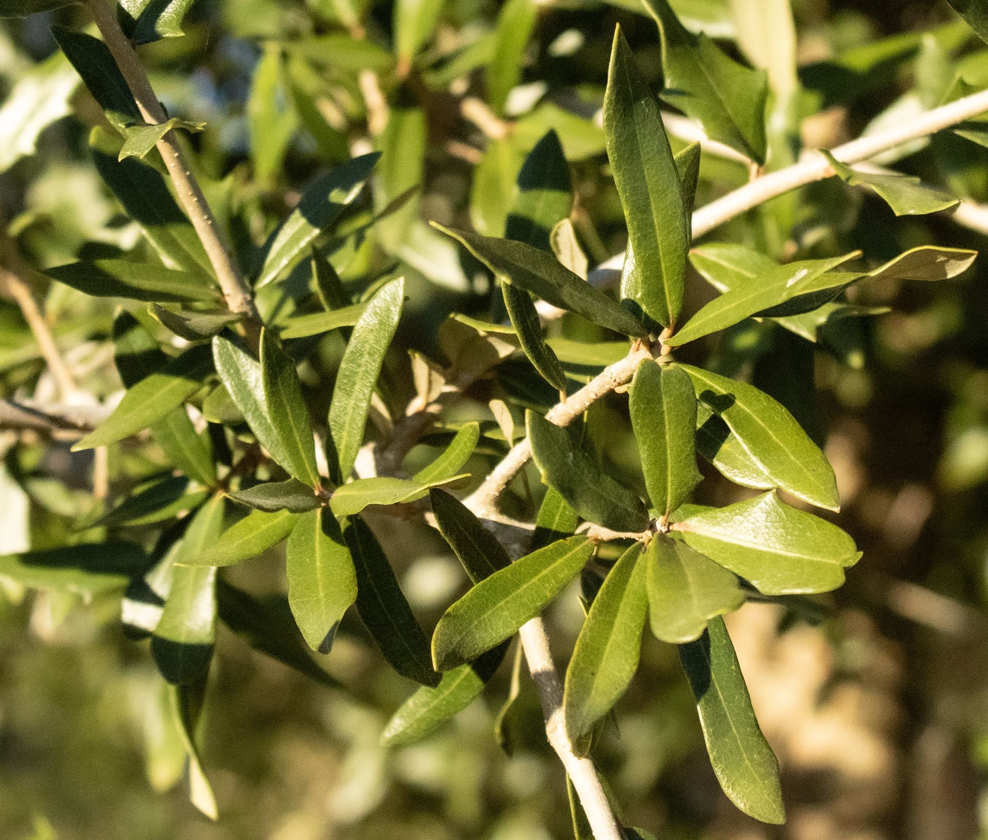 A close up of a tree branch with green leaves