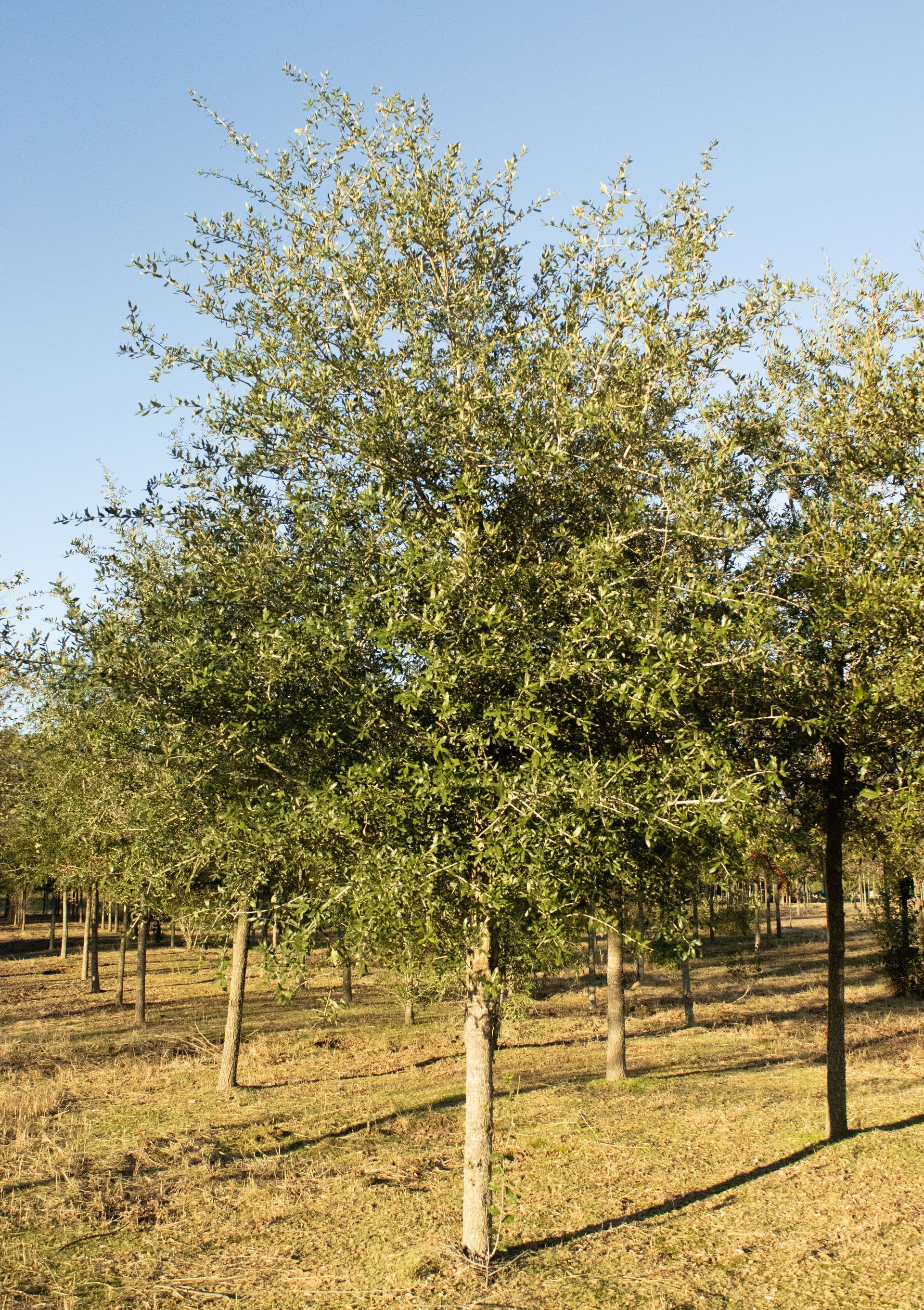 A row of trees in a field with a blue sky in the background.