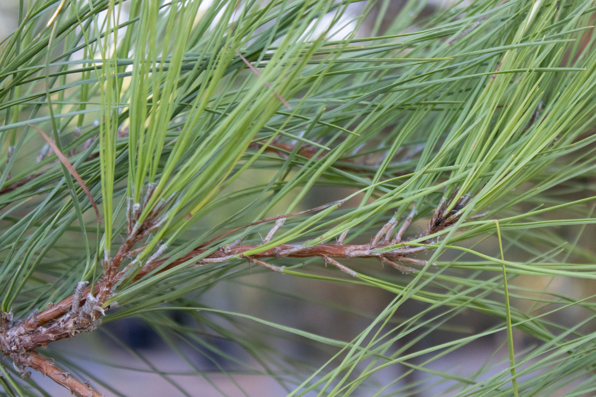 A close up of a pine tree branch with long green needles.